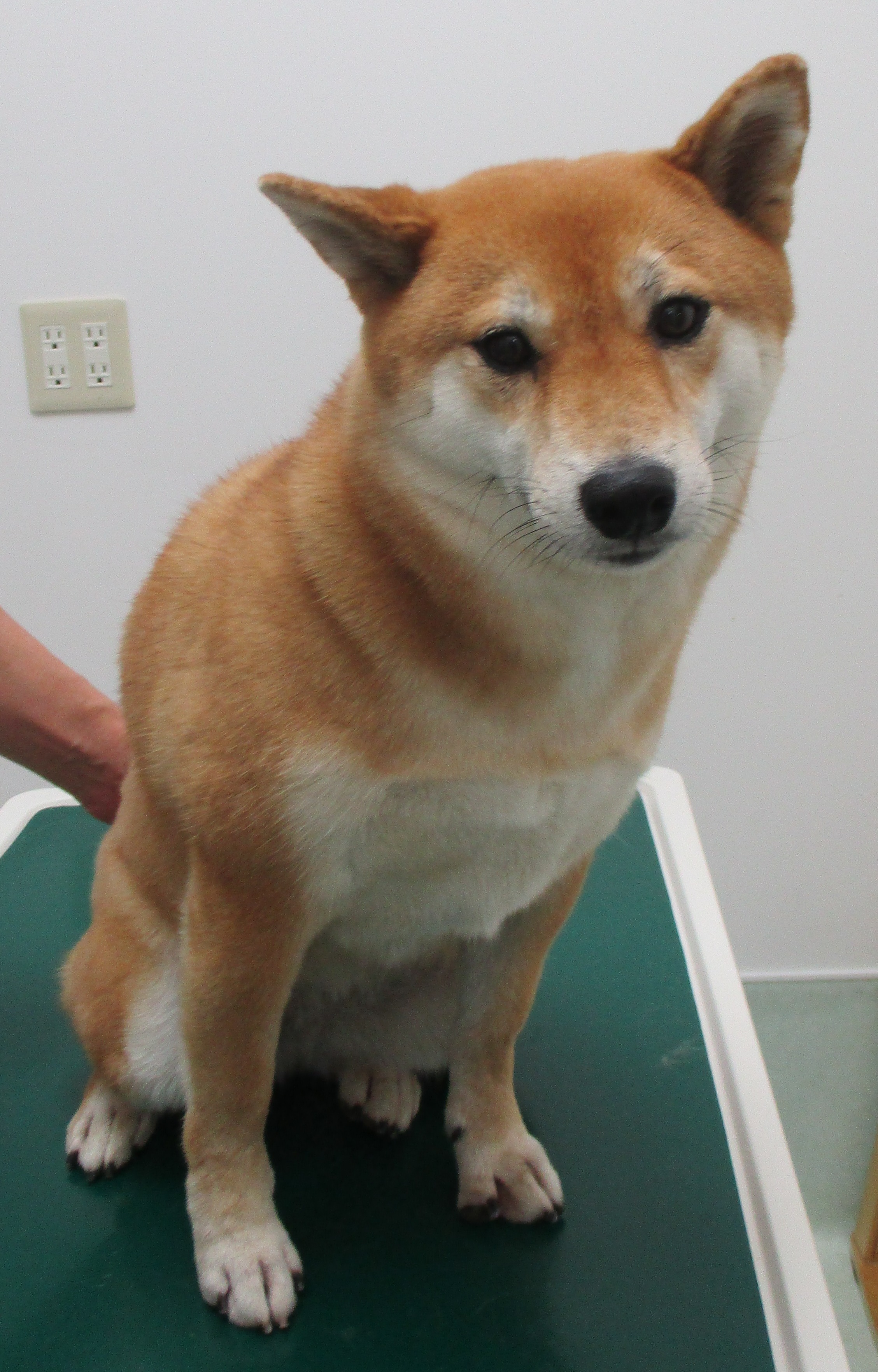 サニーちゃん サニーちゃん