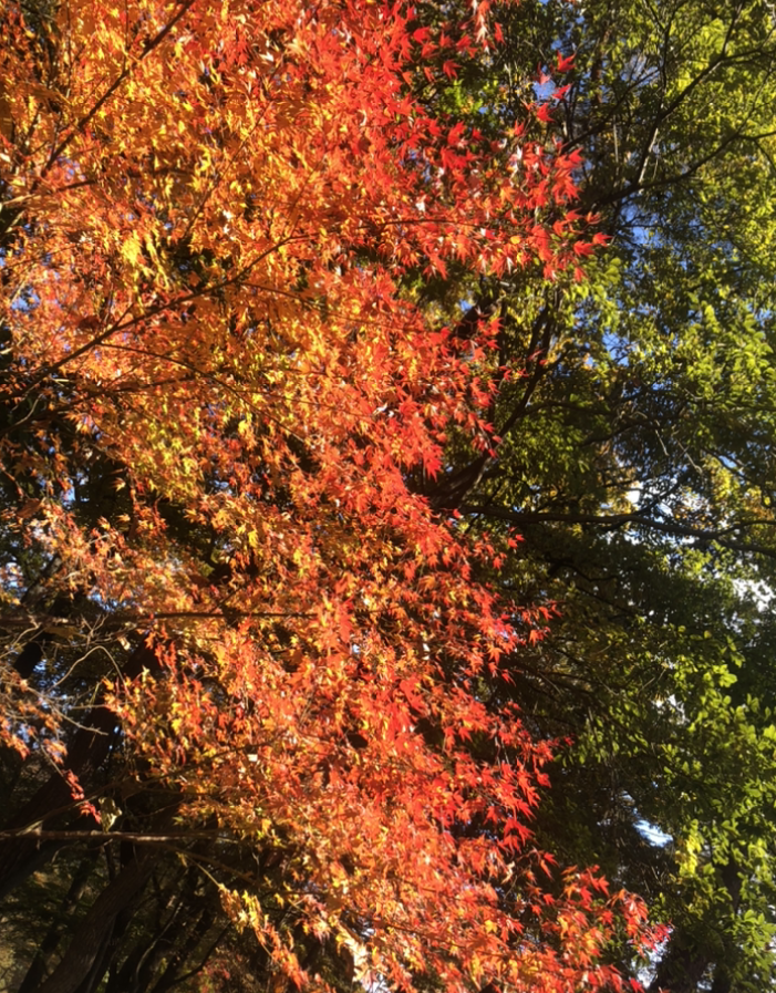 紅葉 紅葉