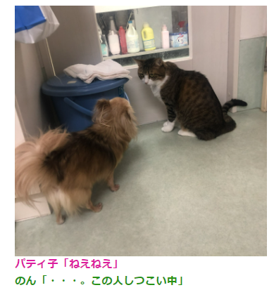 のんさんの発言に注目 のんさんの発言に注目