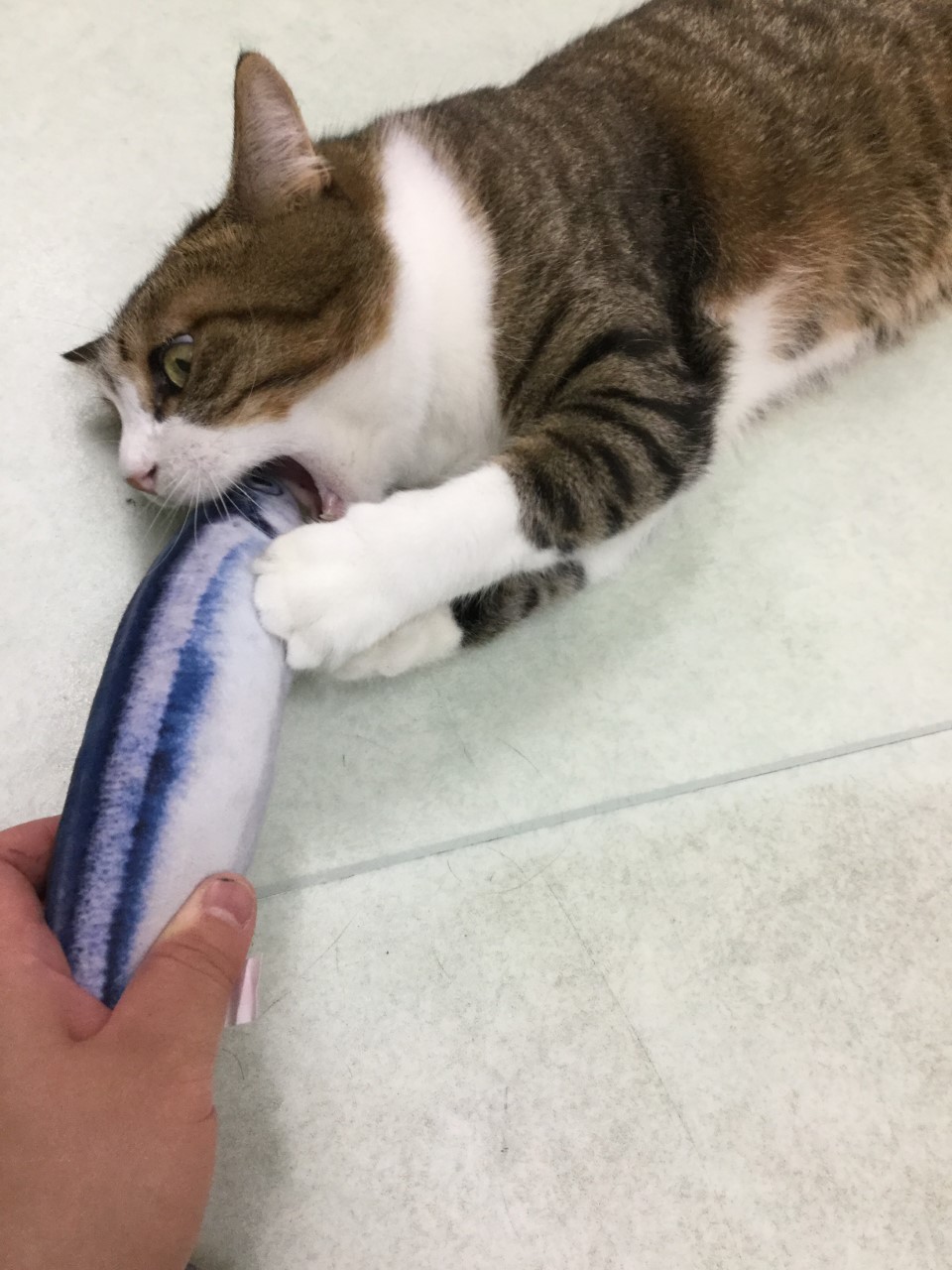 DHA摂取 DHA摂取