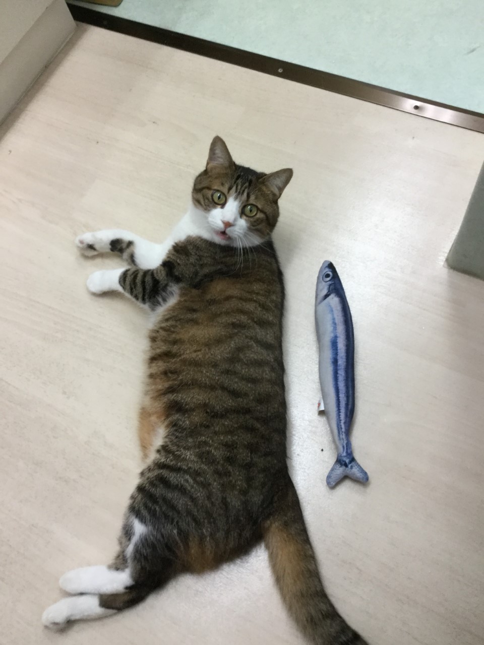 みたにゃ みたにゃ