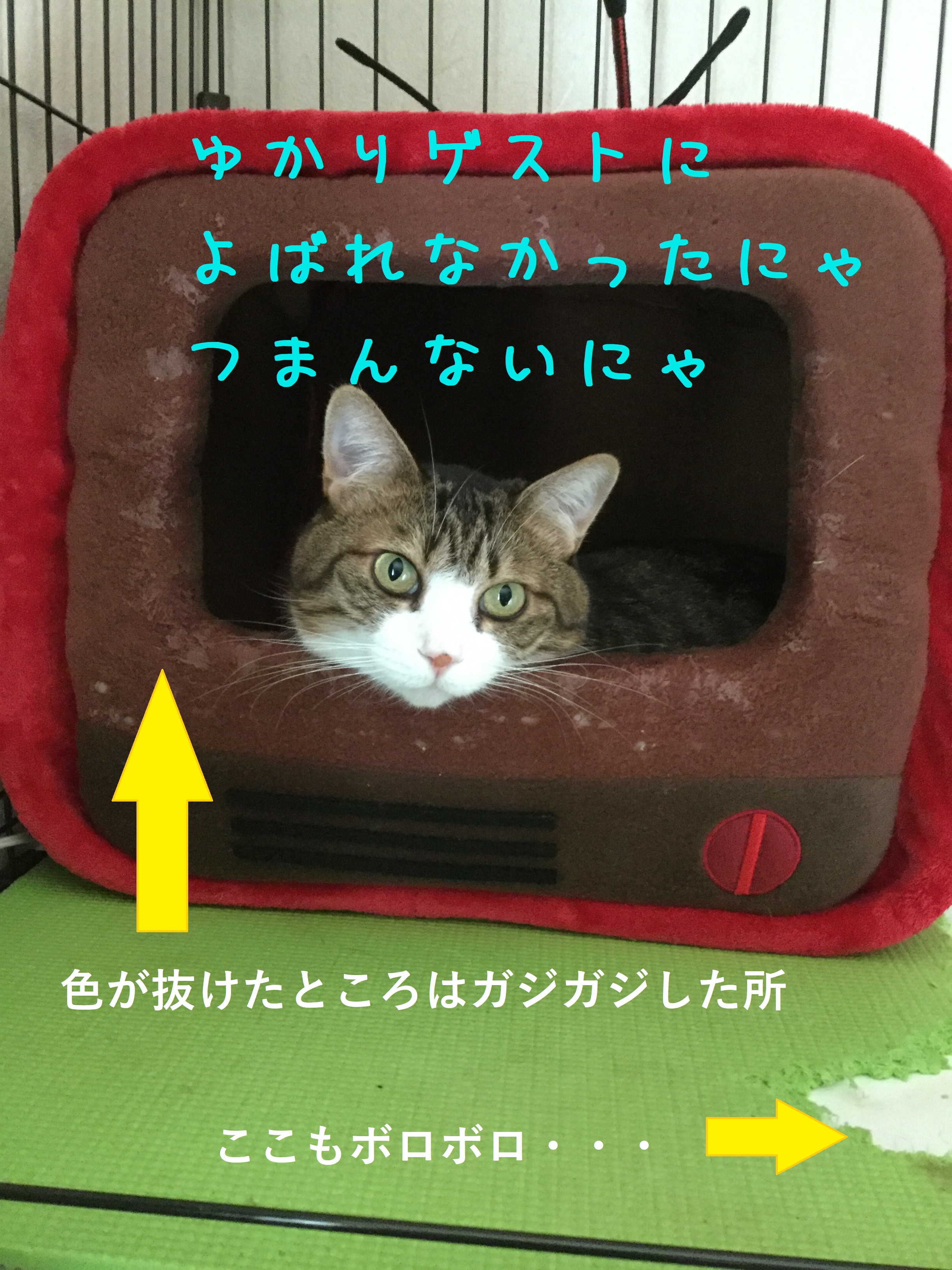 ふてのん ふてのん