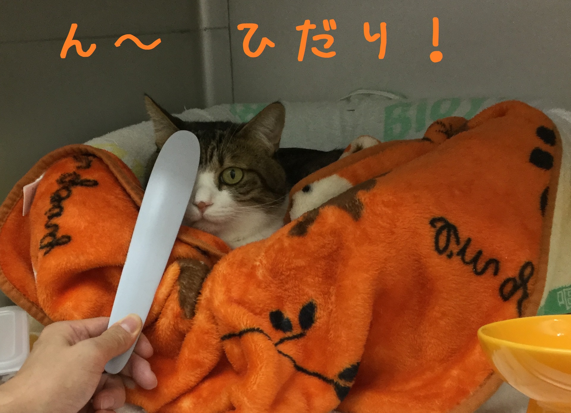 めはいいほうにゃ めはいいほうにゃ