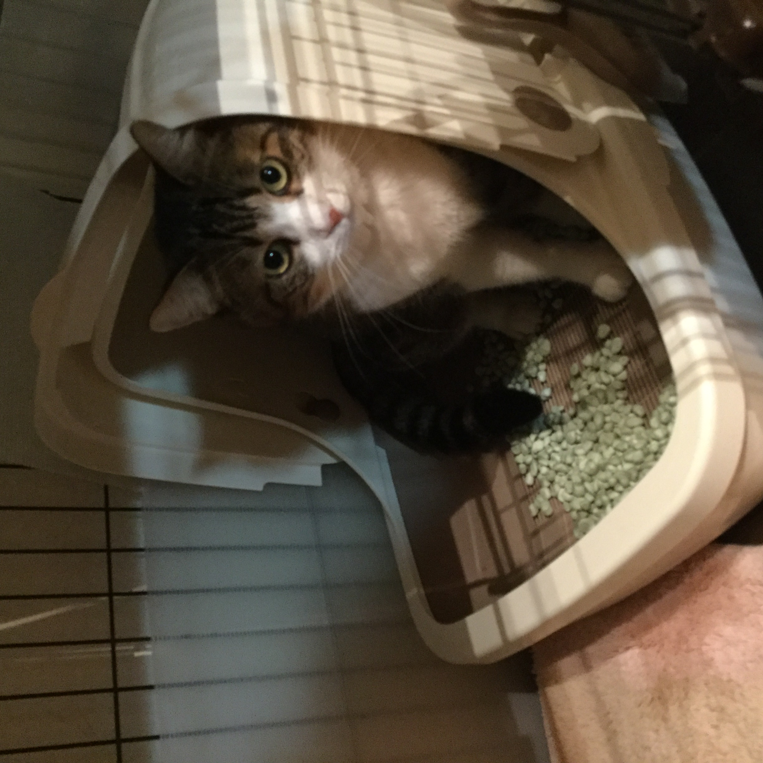 全集中 全集中