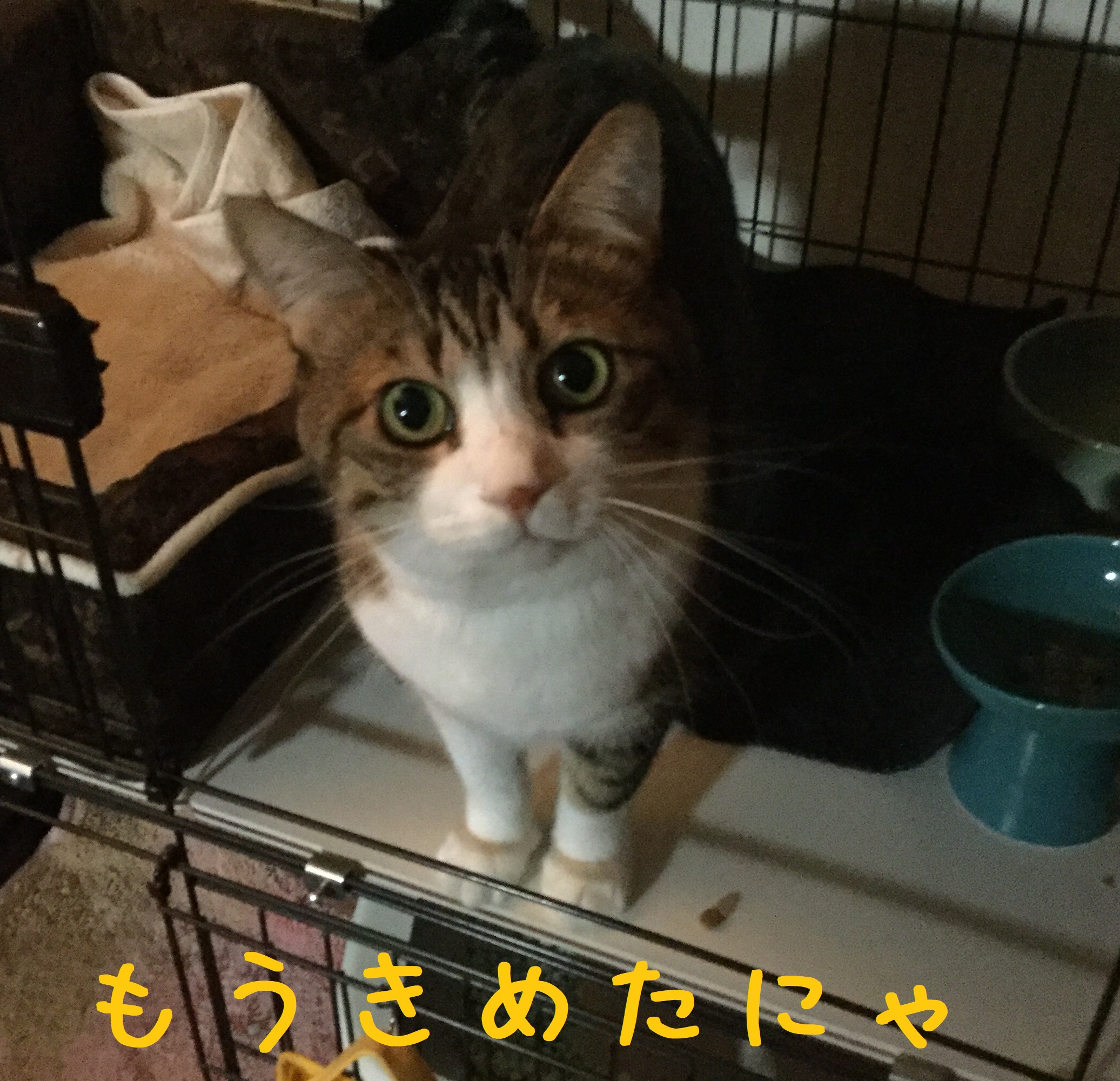 男の決意は変えられん 男の決意は変えられん