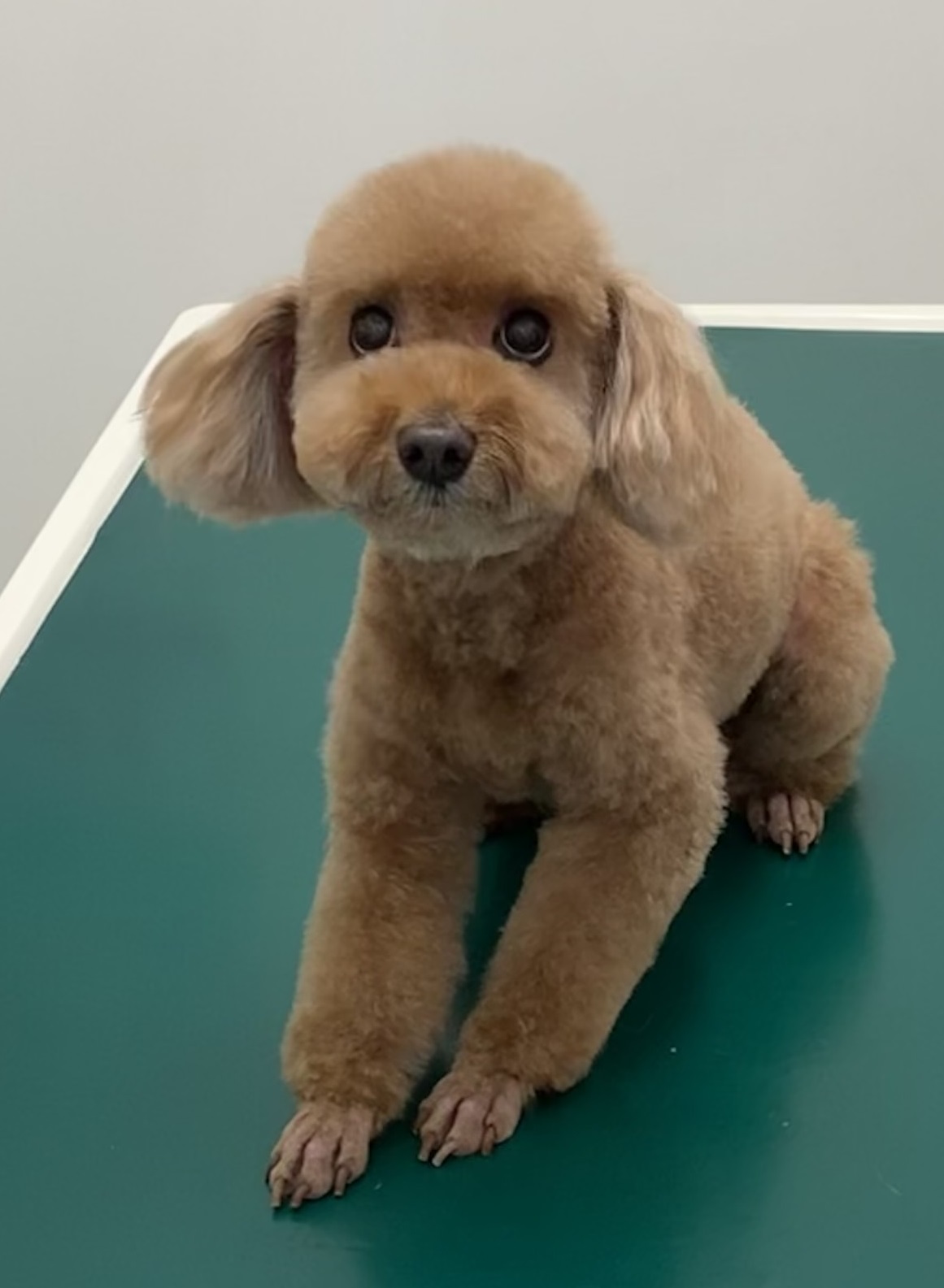 ニコちゃん ニコちゃん