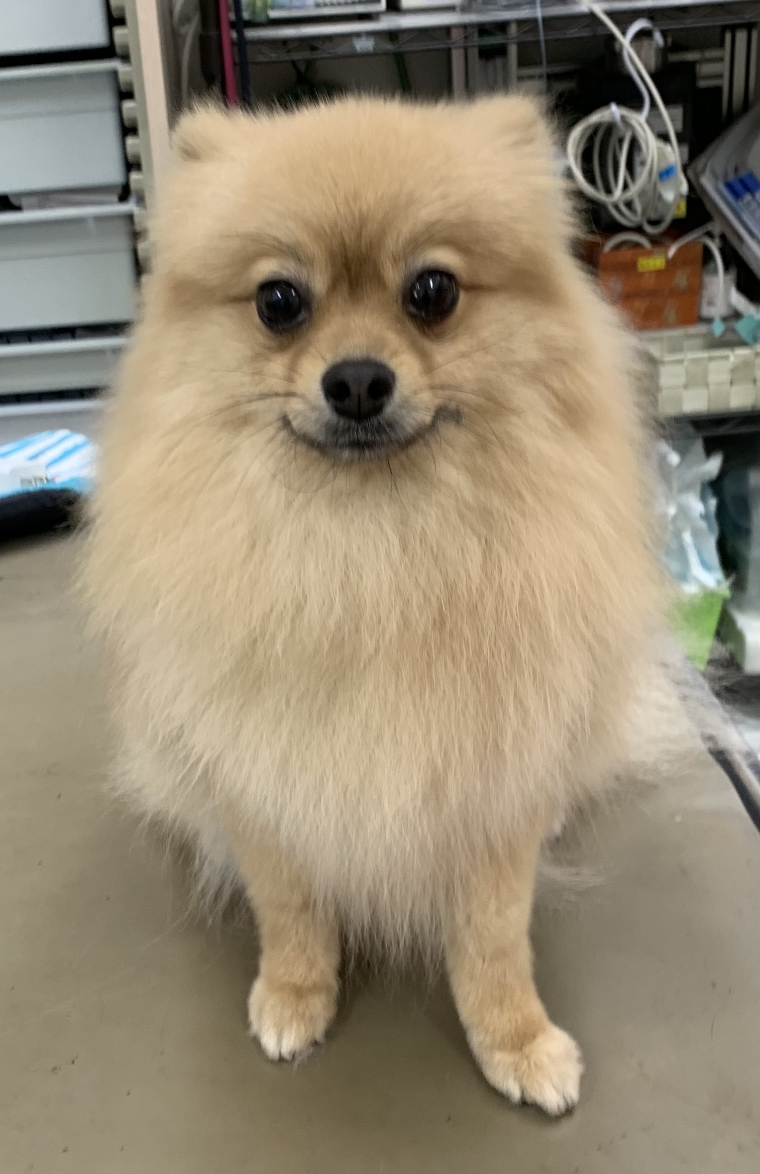 すずちゃん