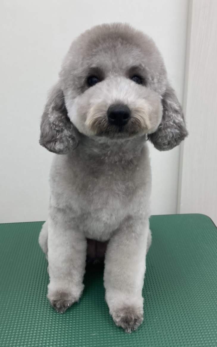 ふわりちゃん