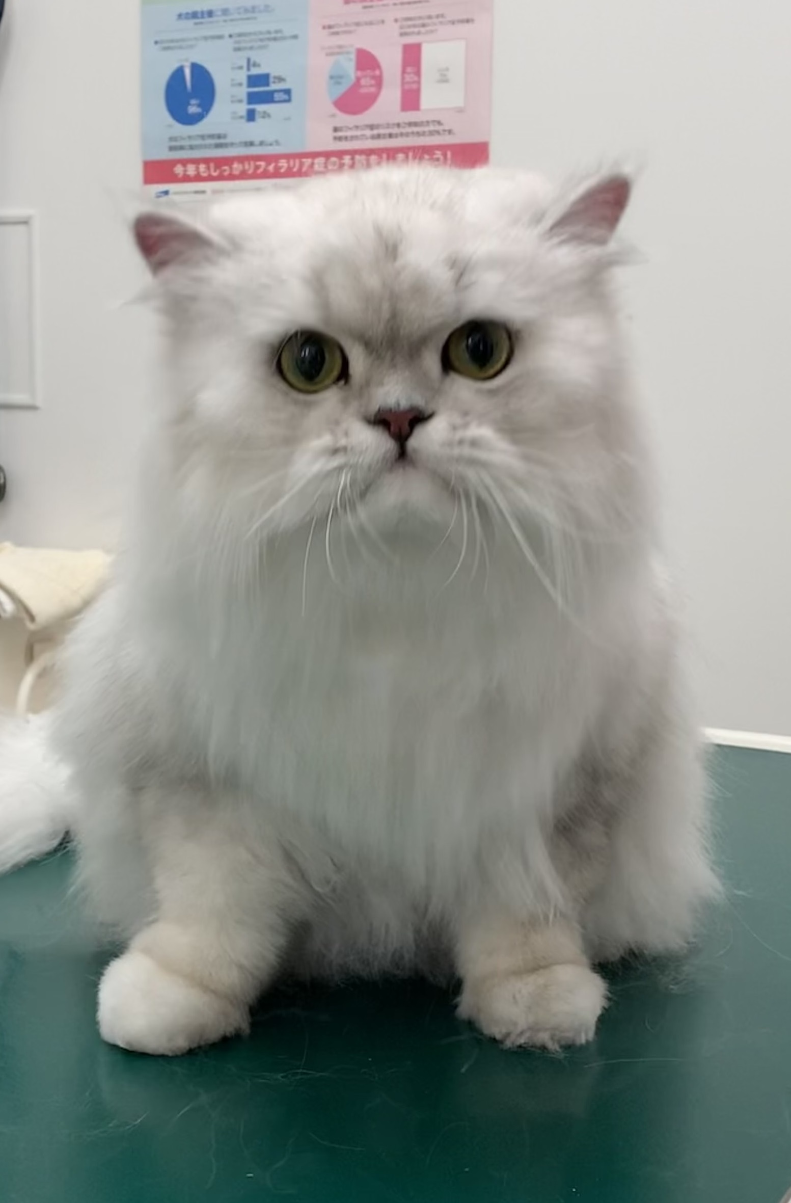 すいかくん