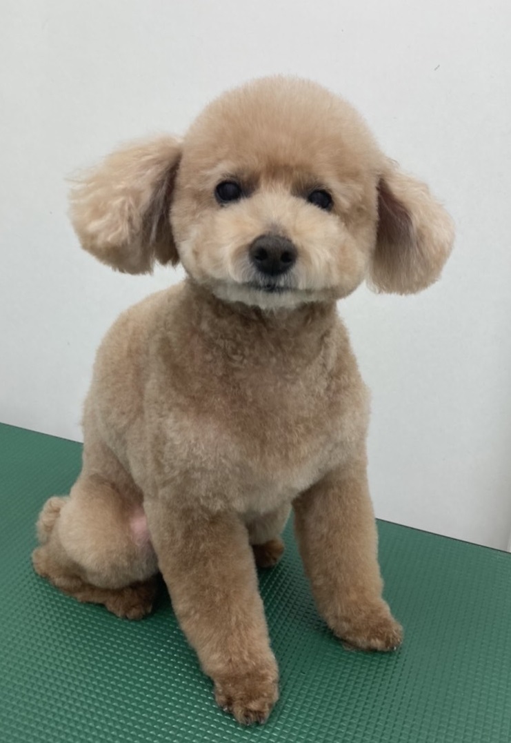 COCOくん