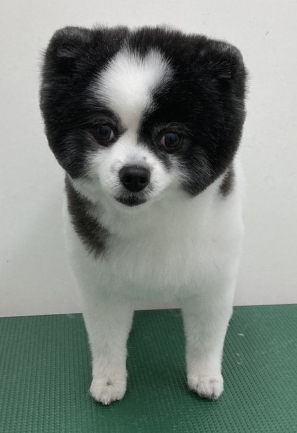 ころんちゃん