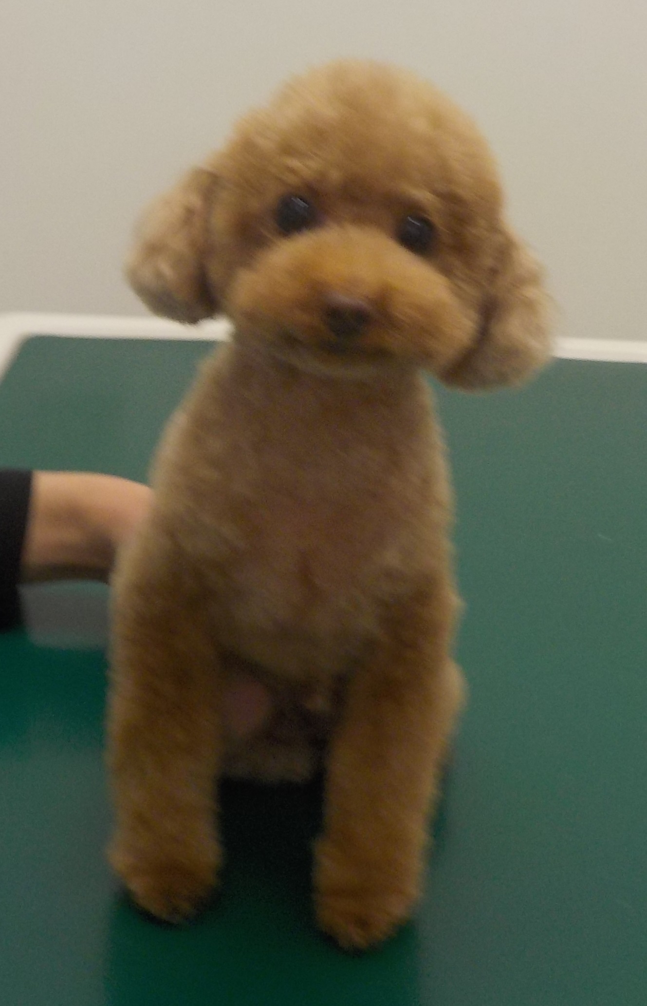 Barneyくん