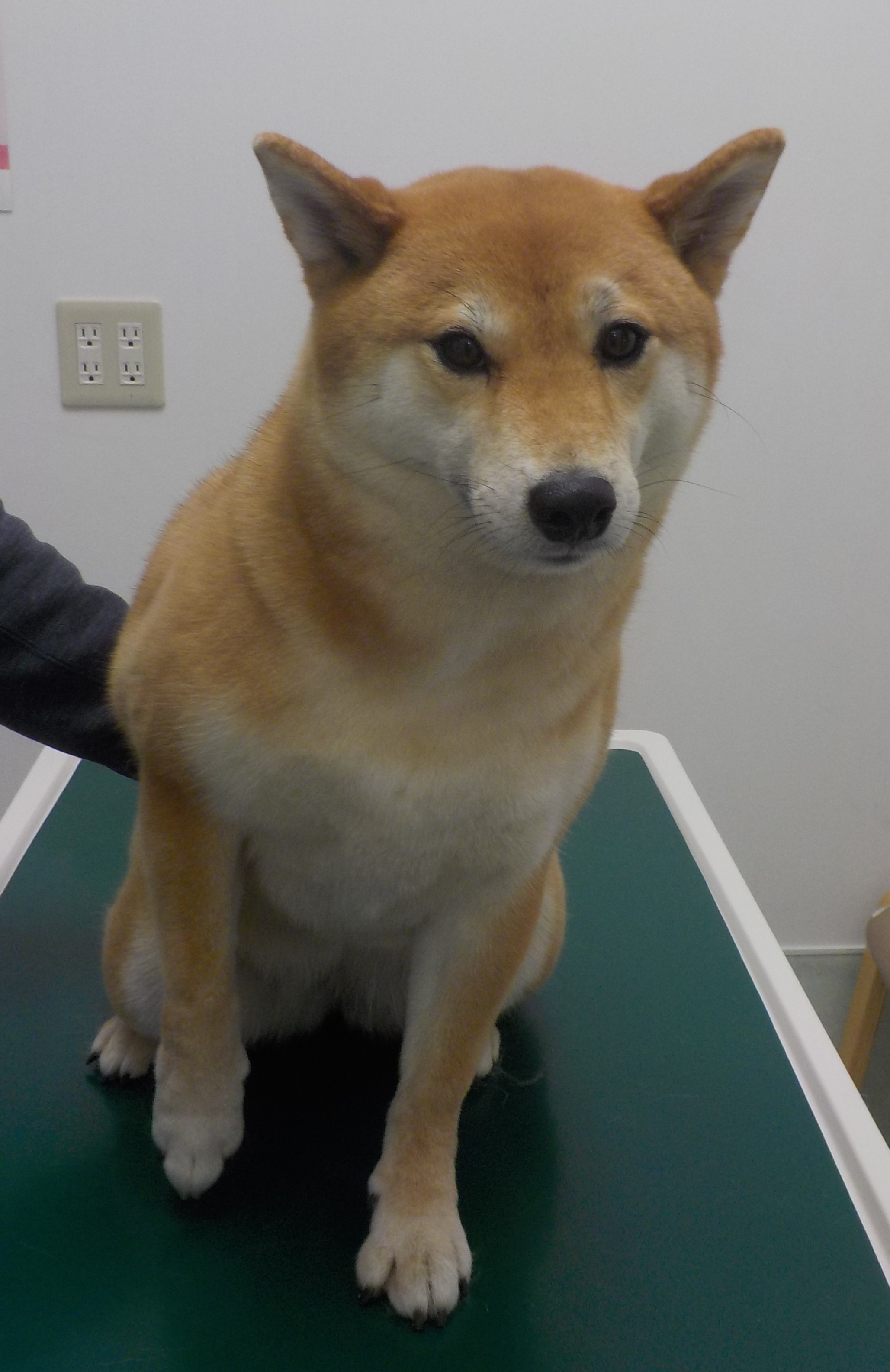 サニーちゃん