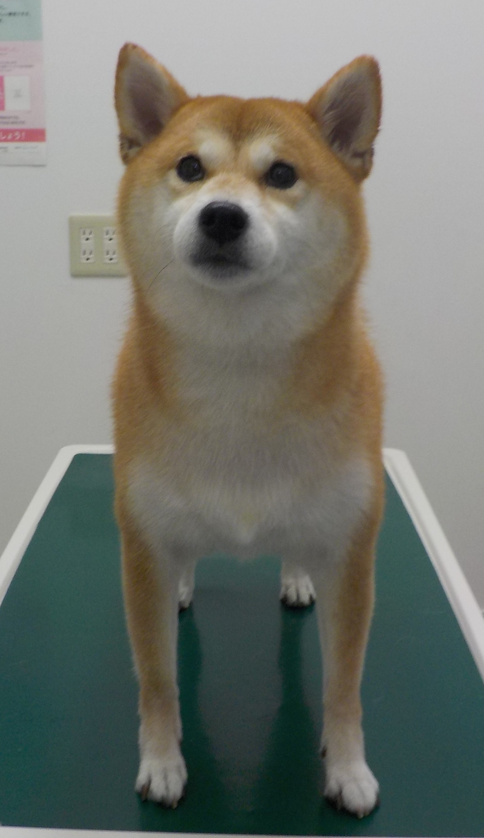 心愛ちゃん