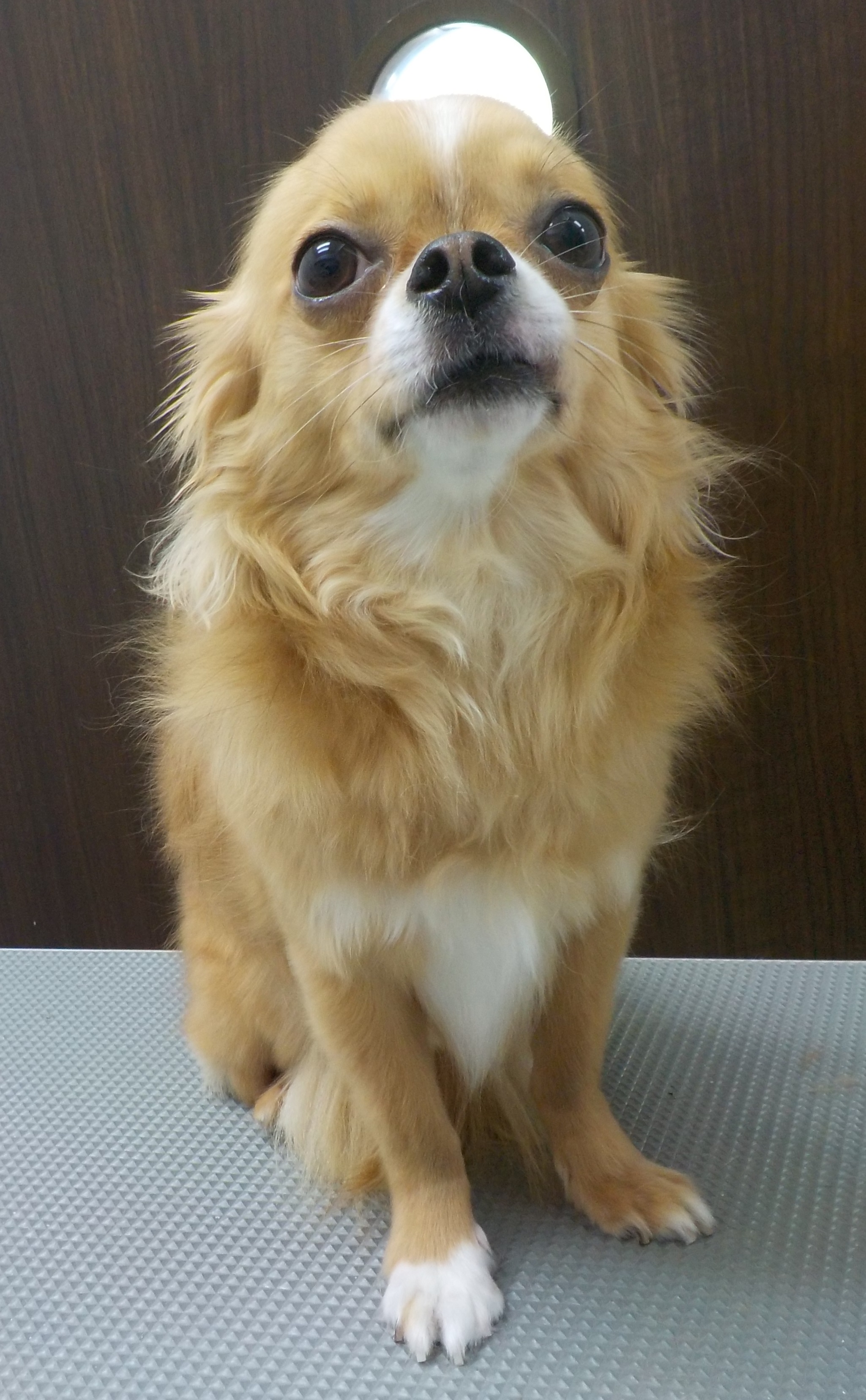 虎鉄くん