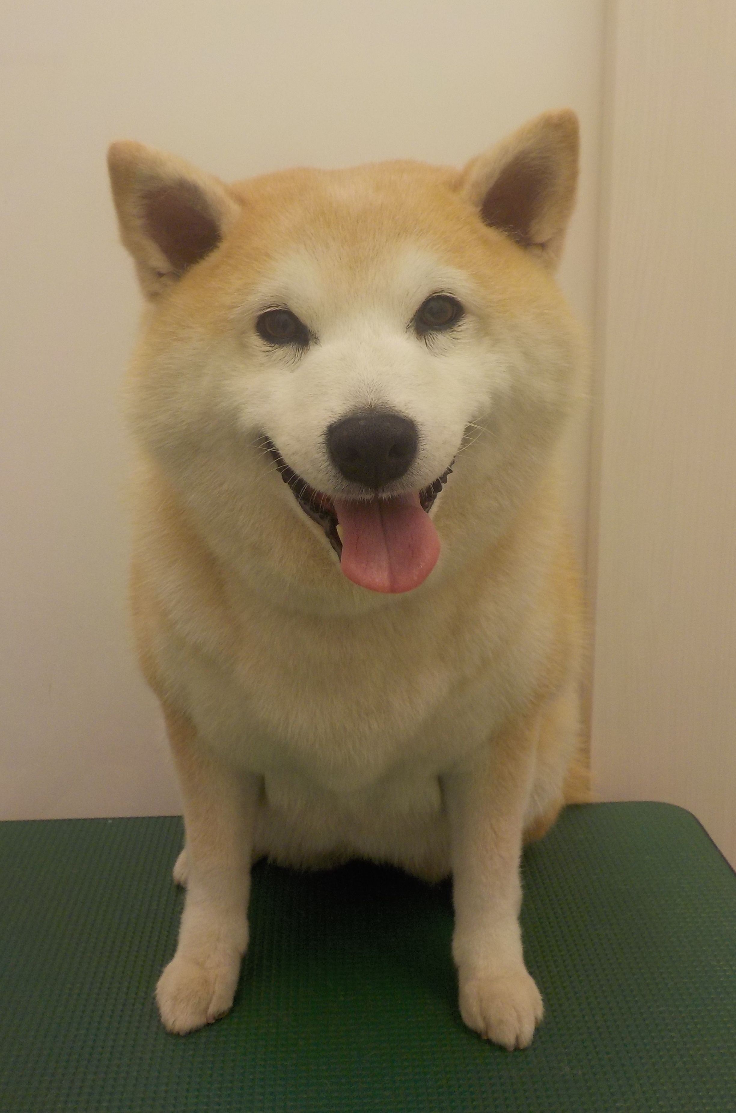うめちゃん