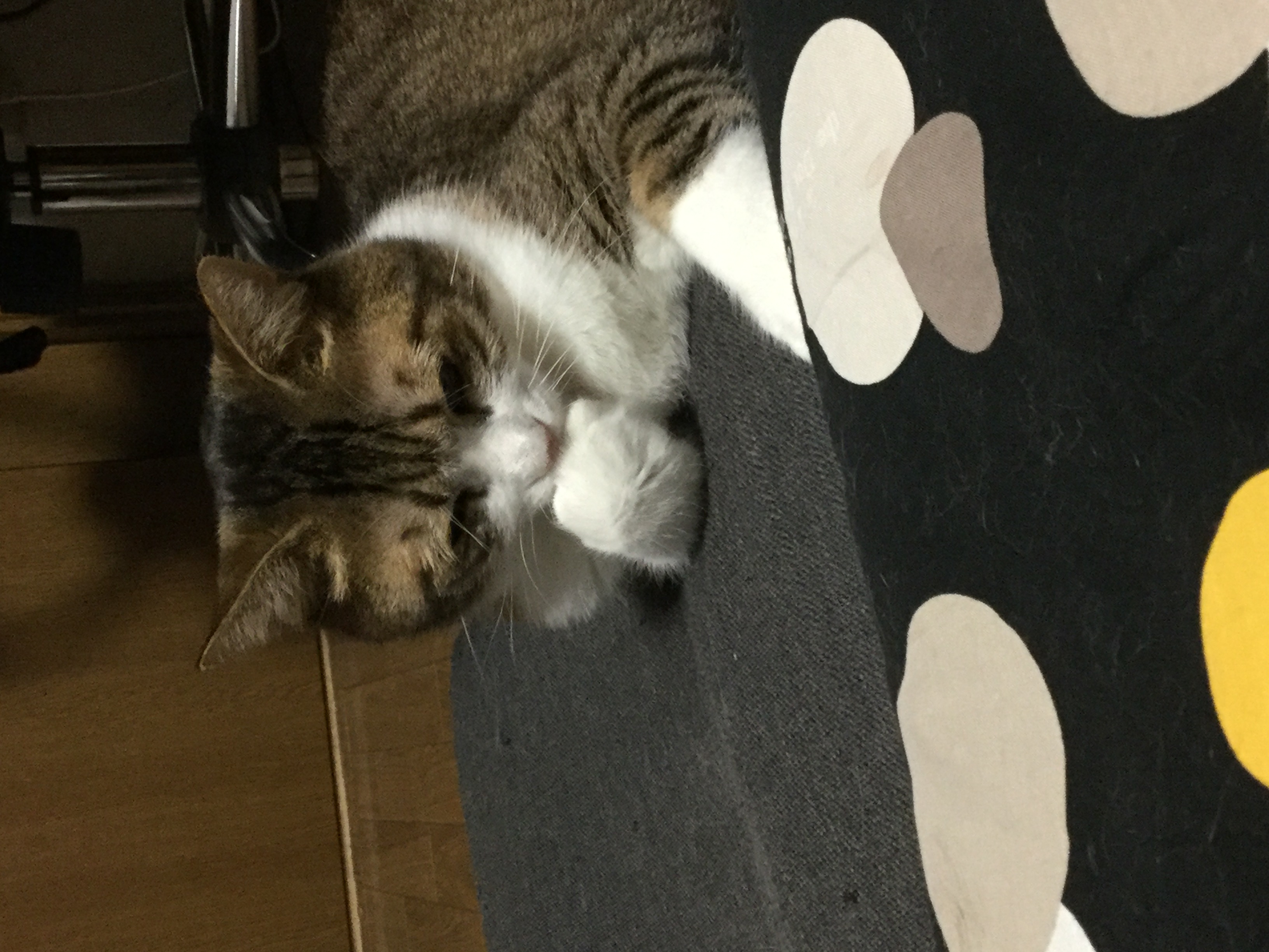 なめなめ中