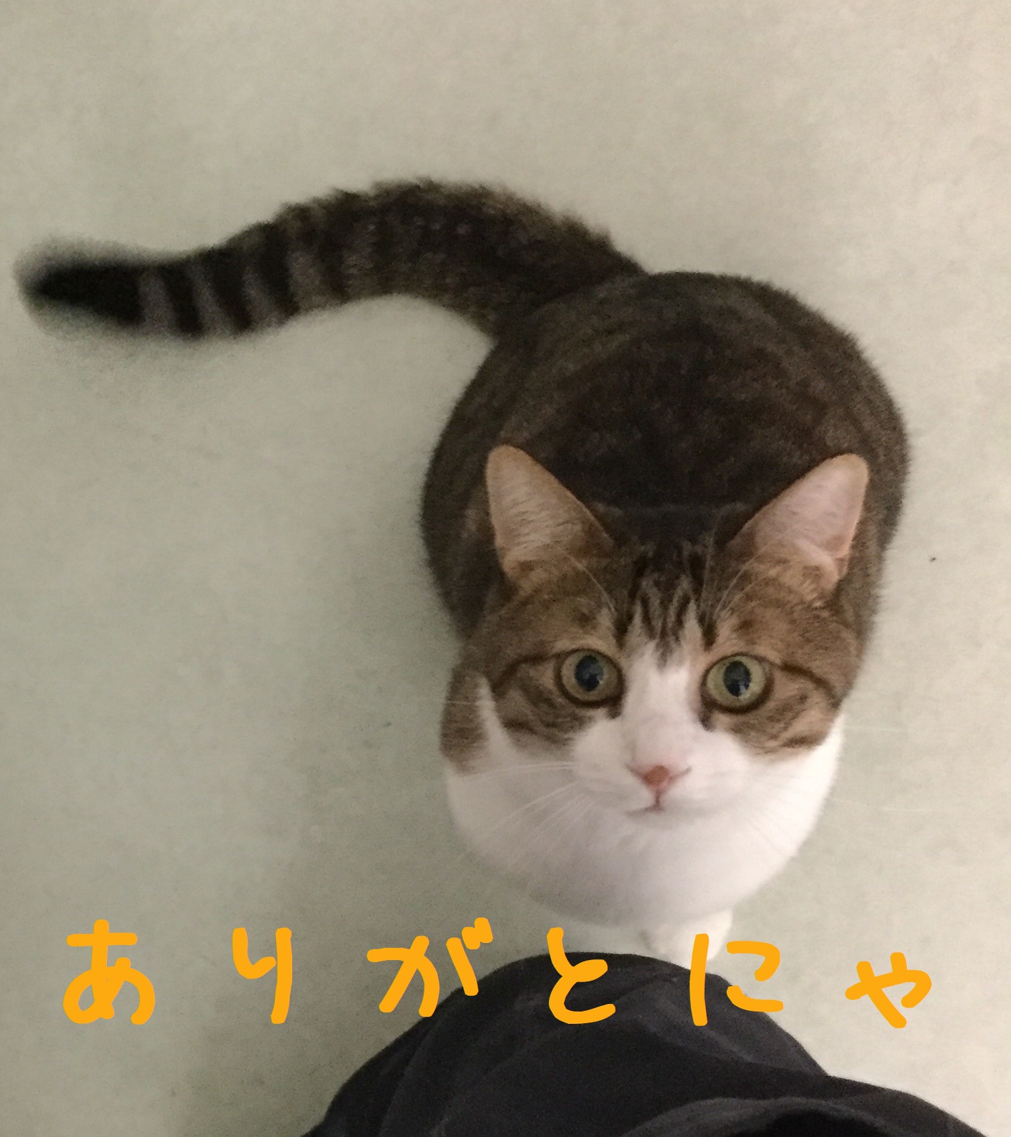 ありがとにゃ