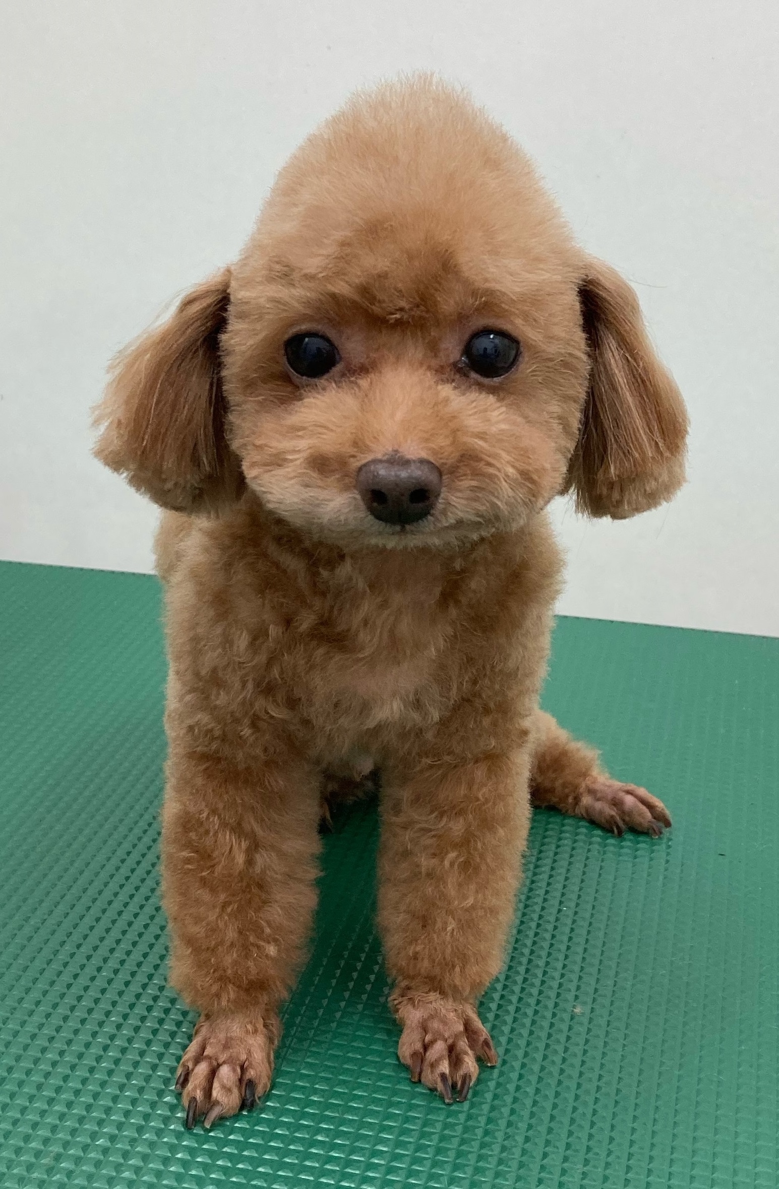 モヒカン