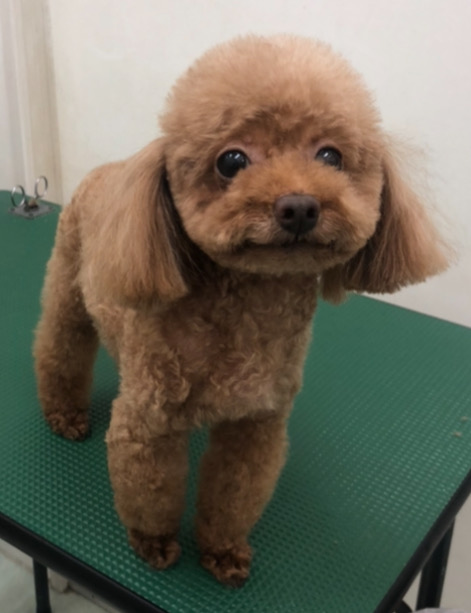 ベア