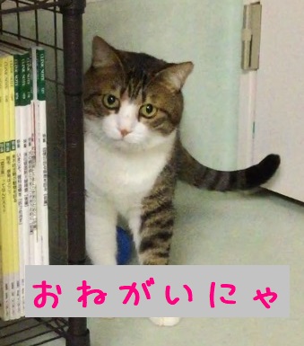 おねがいにゃ