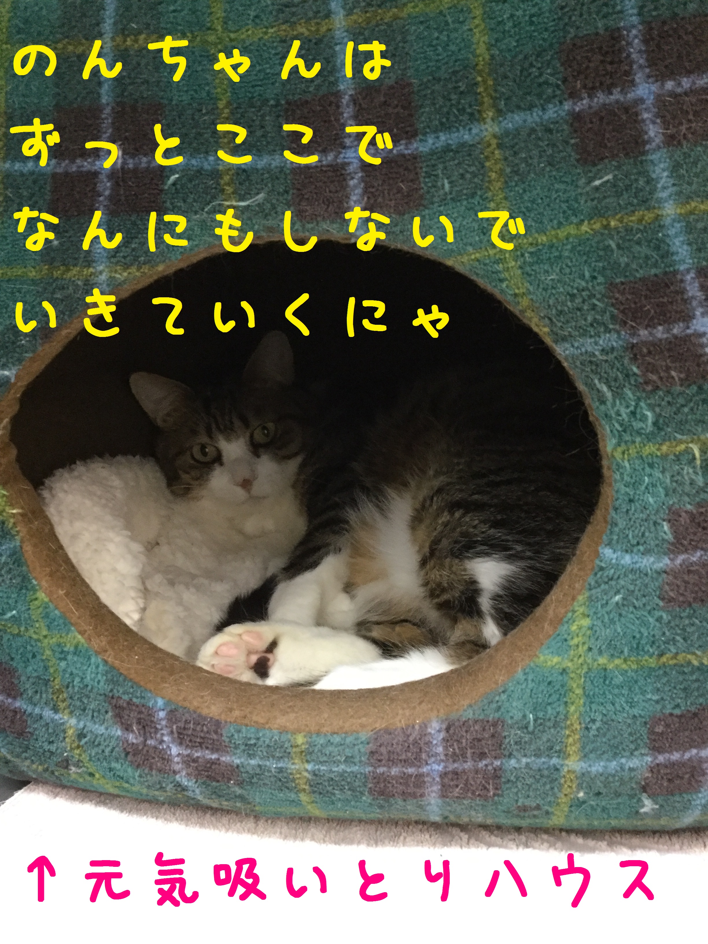 吸い取りハウス