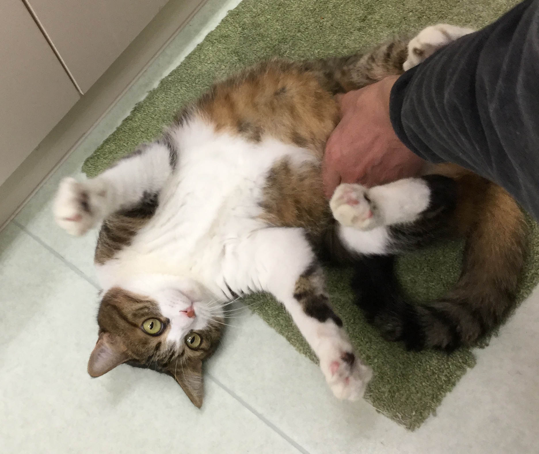むにむに