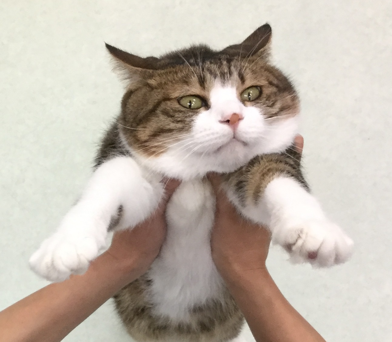 やだな