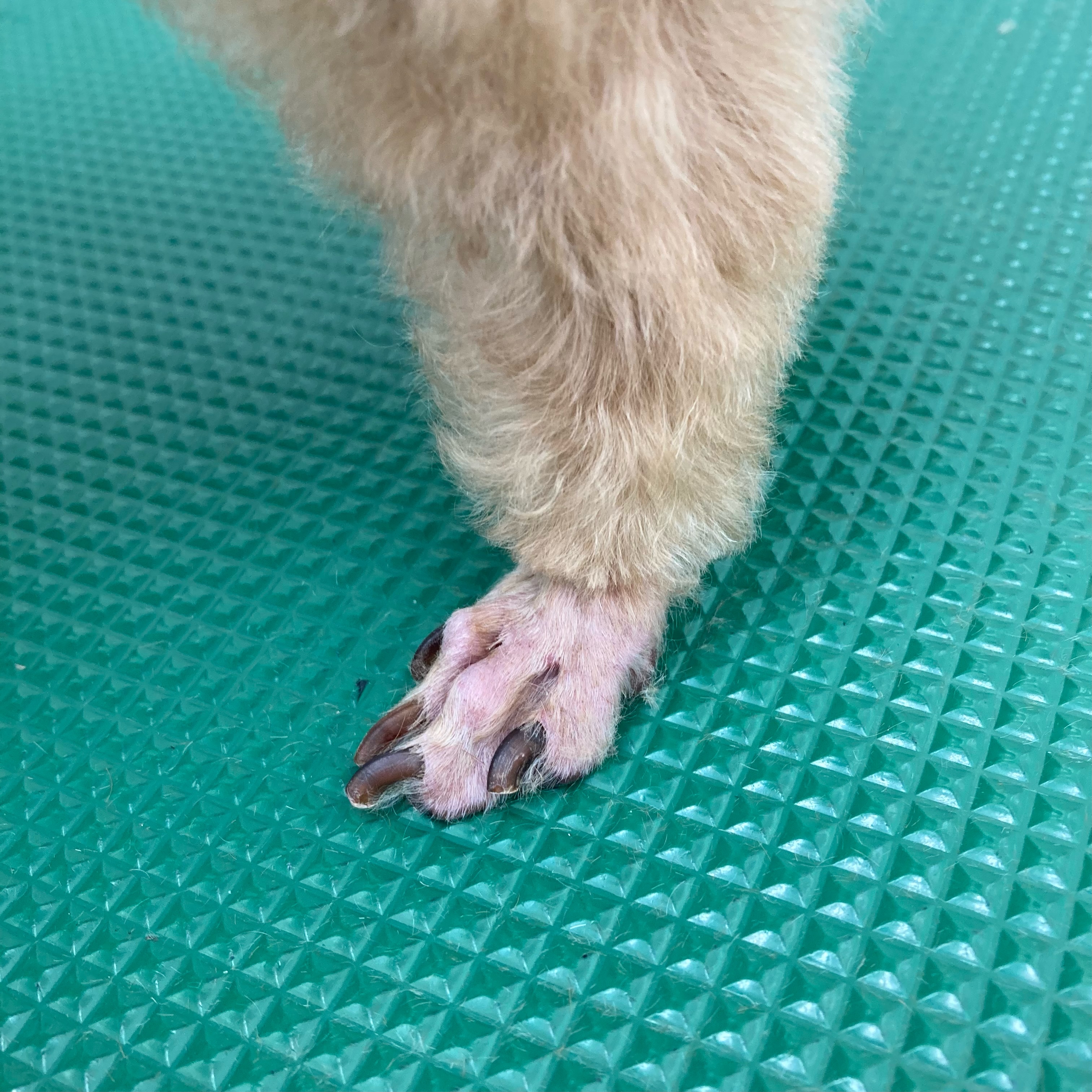 足裏6