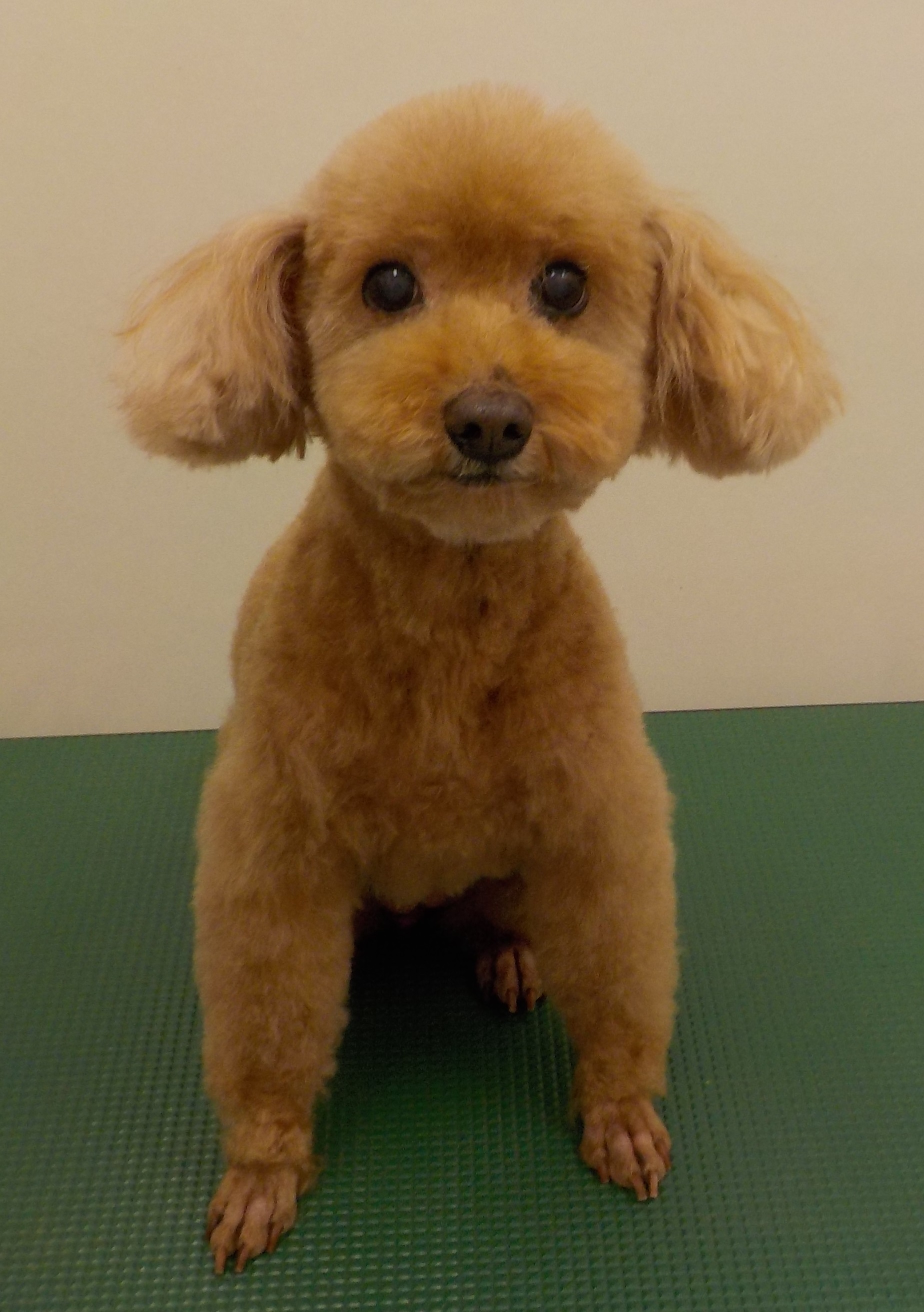 ニコちゃん