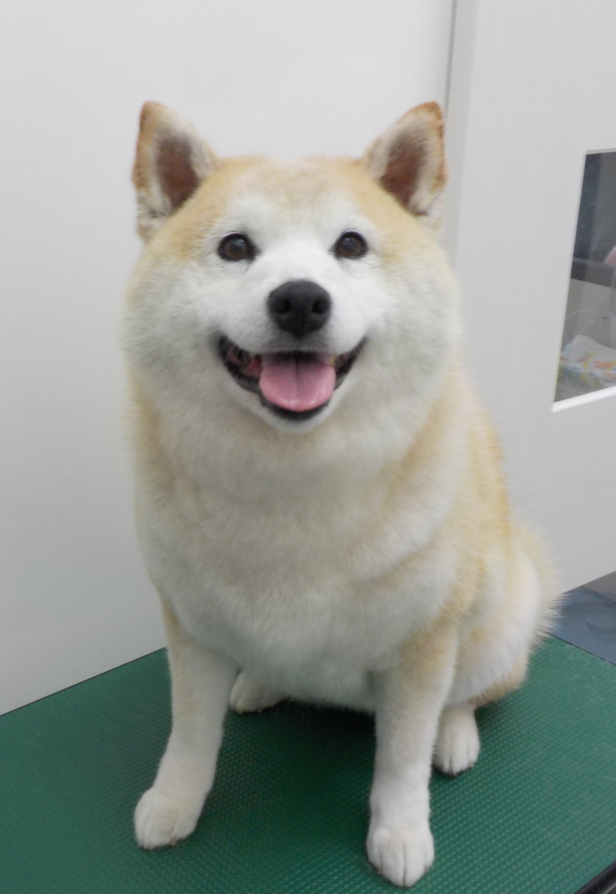 うめちゃん