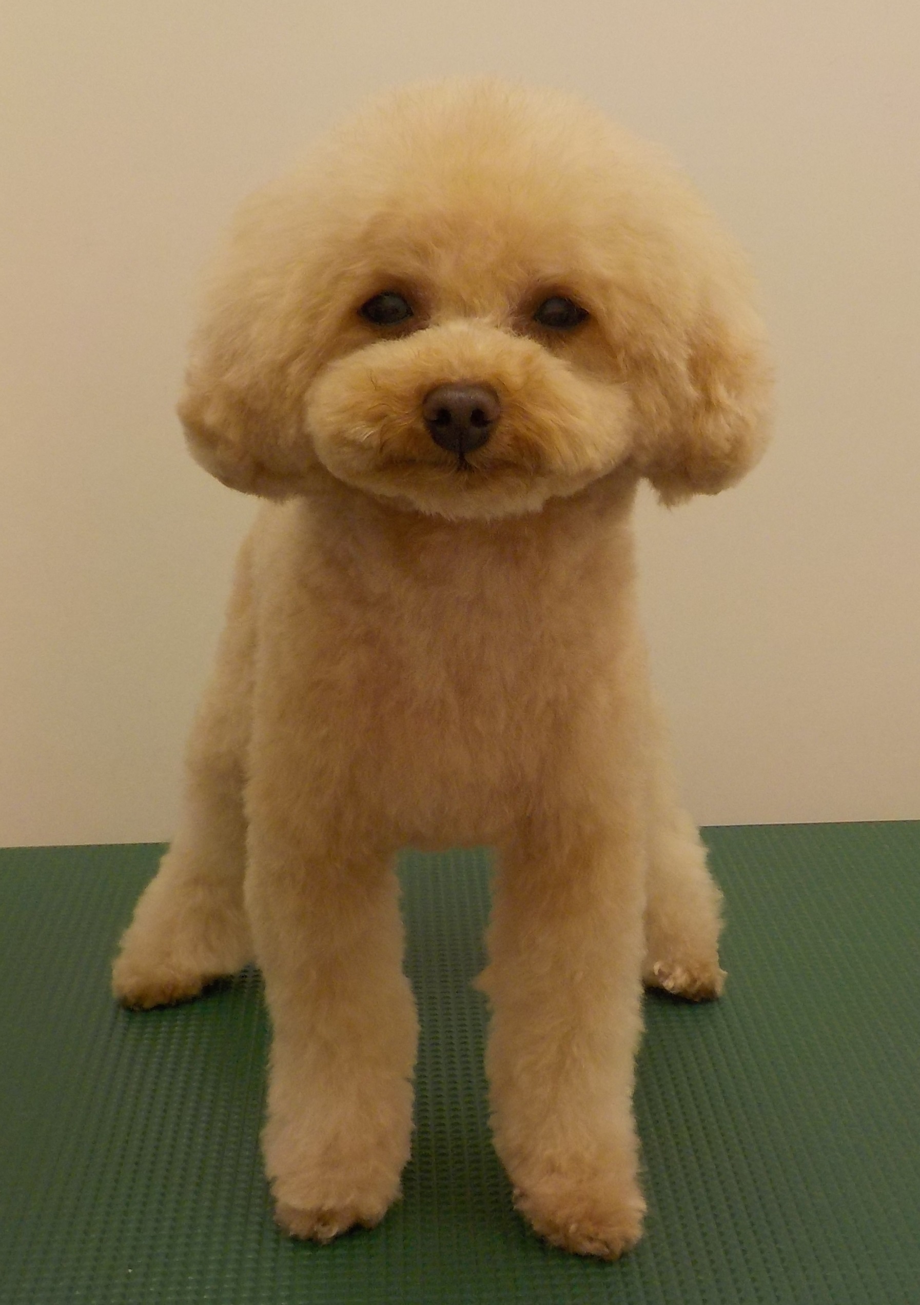 ピノくん
