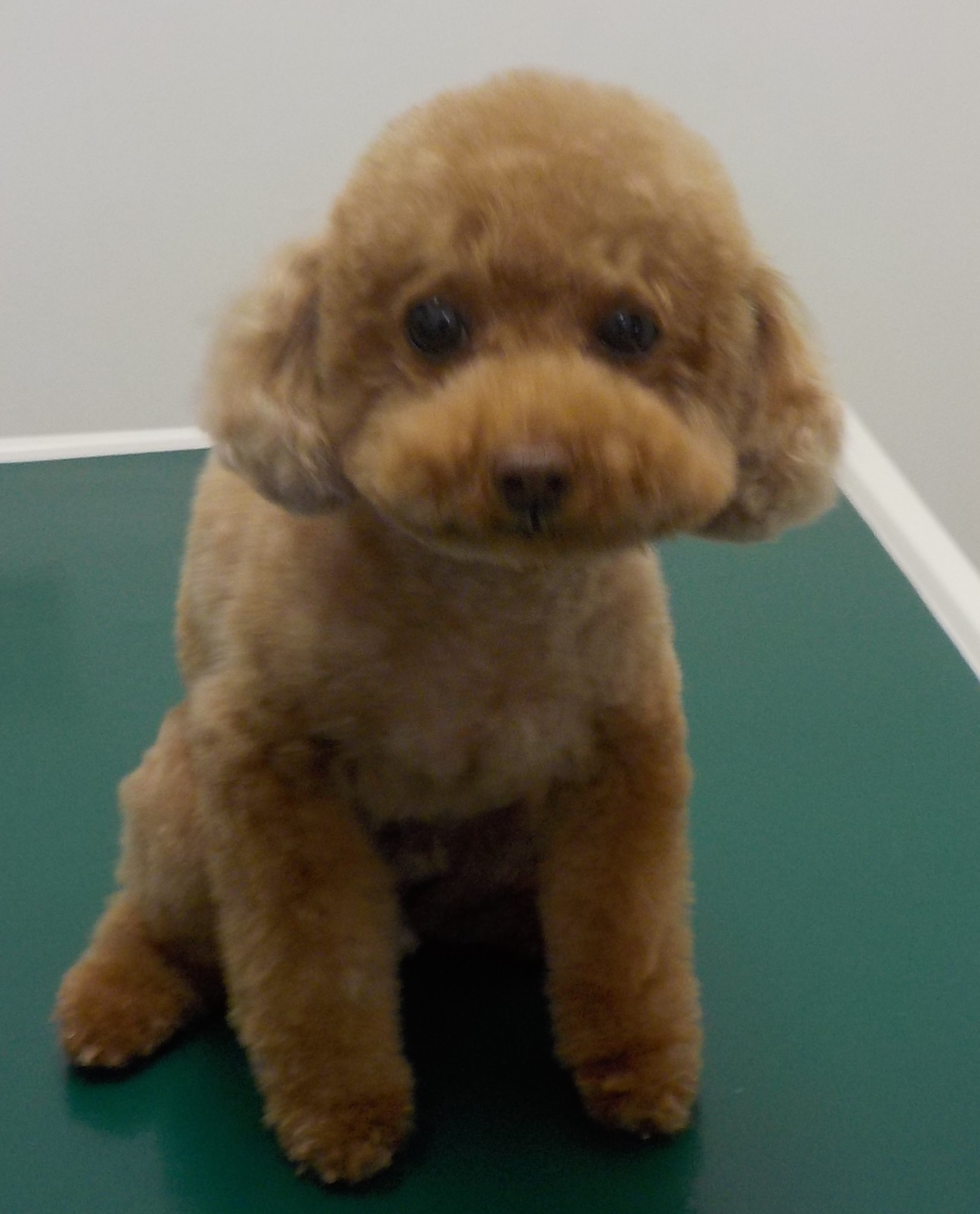 Barneyくん