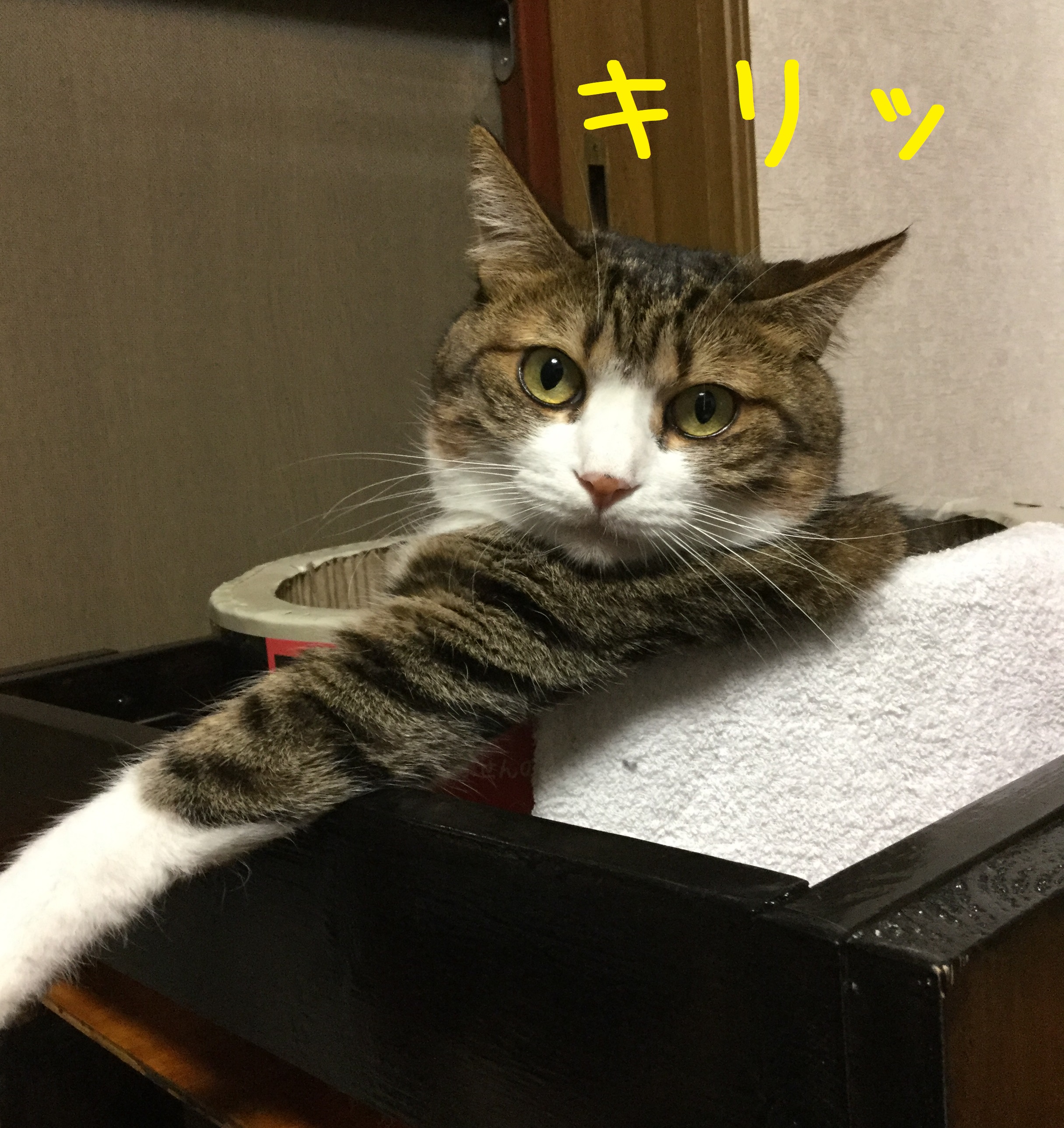 キリッ