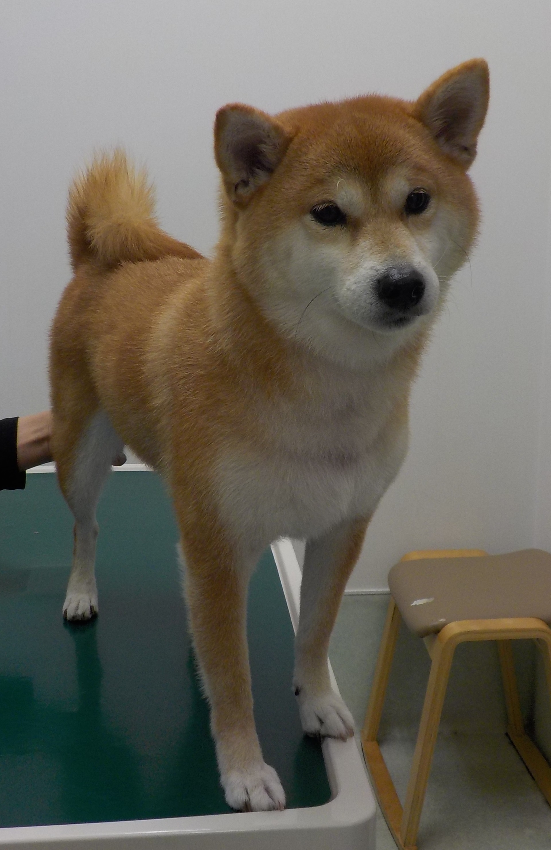 心愛ちゃん