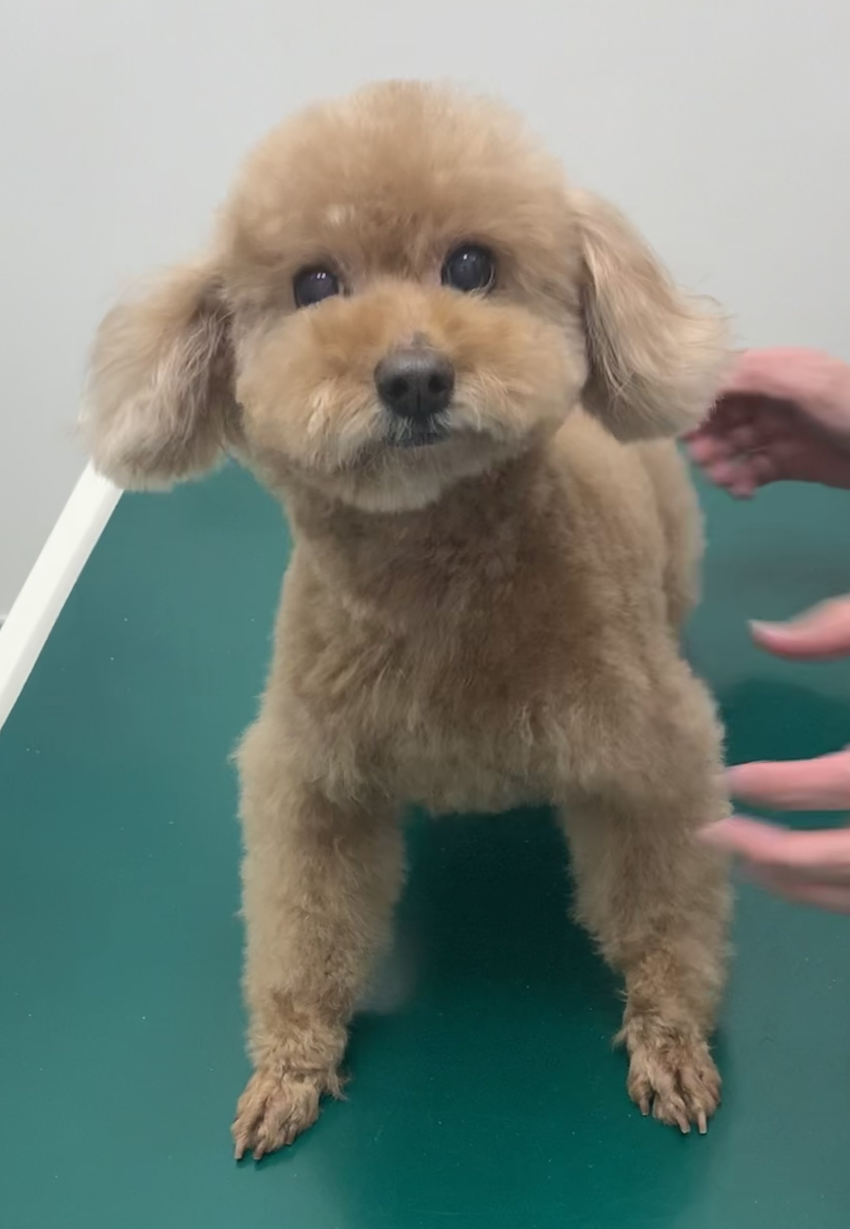 ニコちゃん