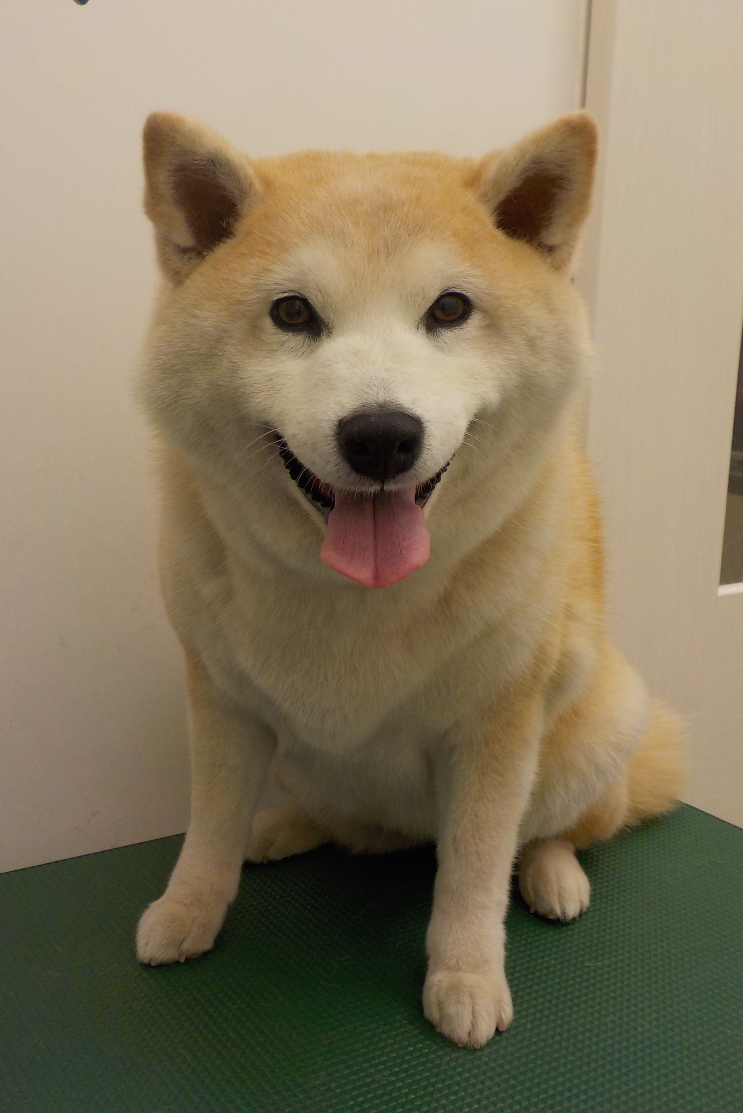うめちゃん