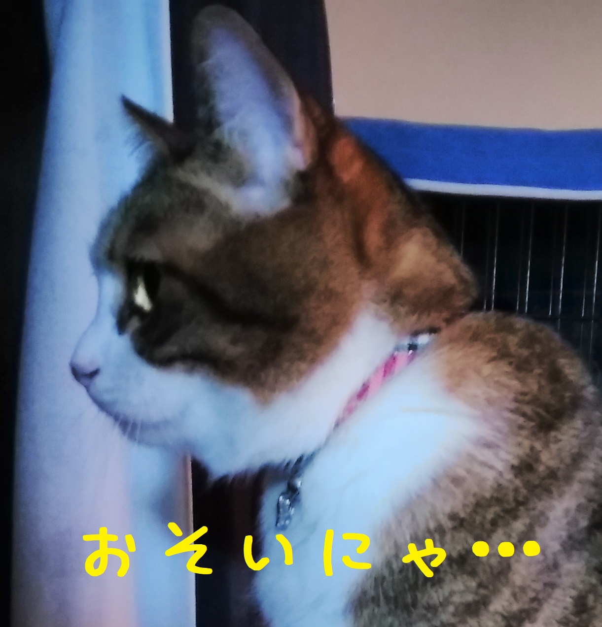 おそいにゃ