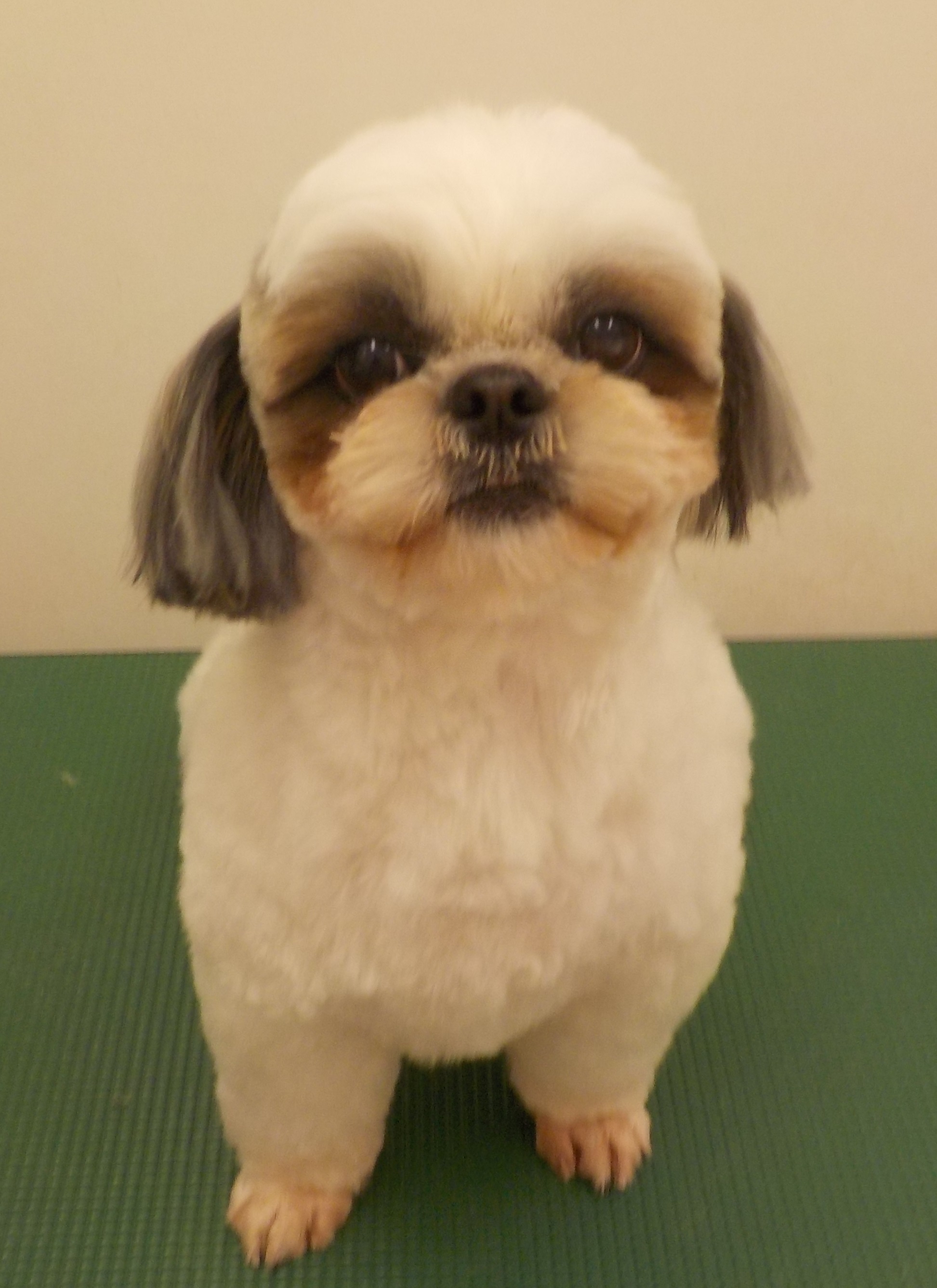 小梅ちゃん