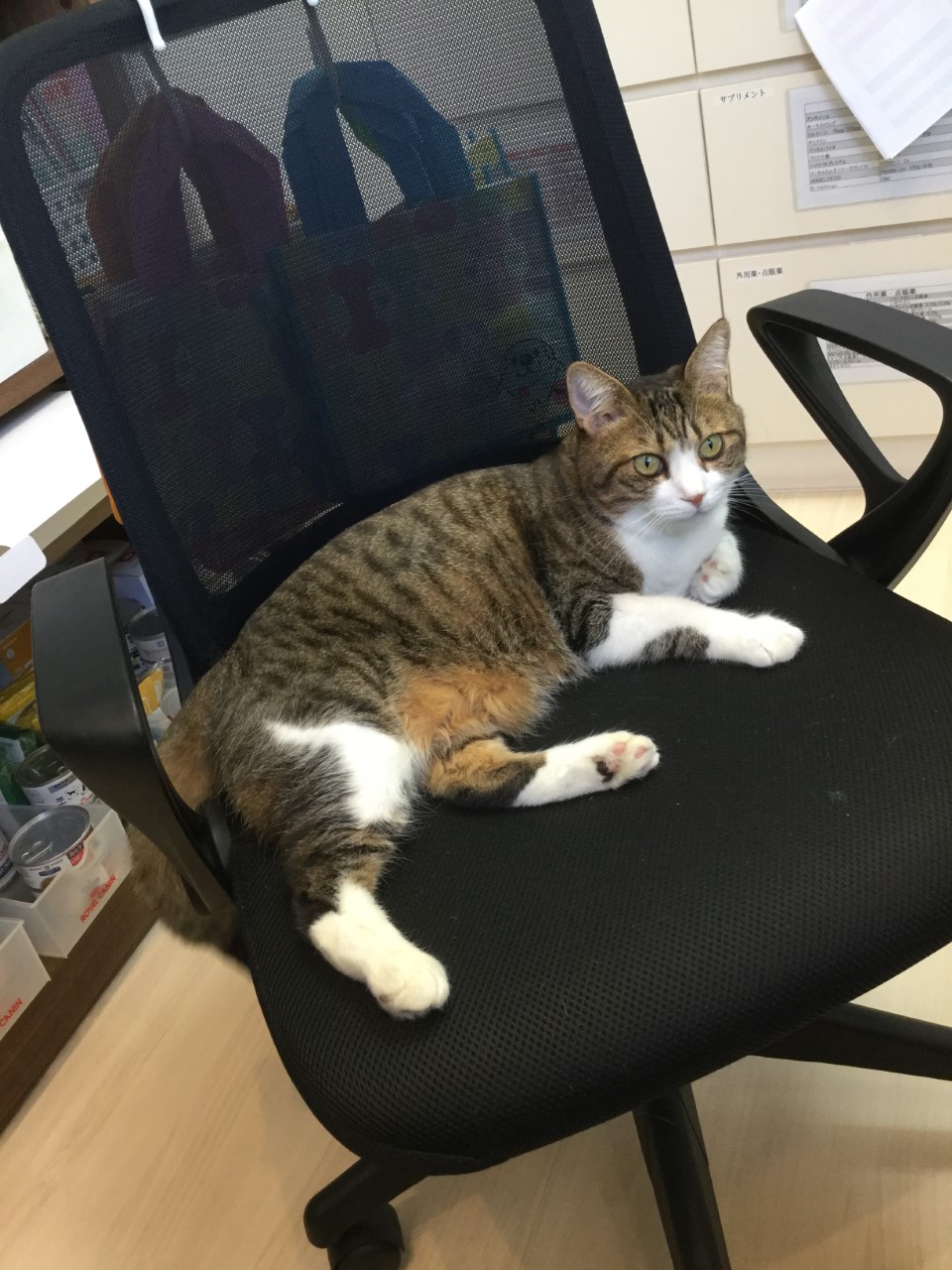 のんさん