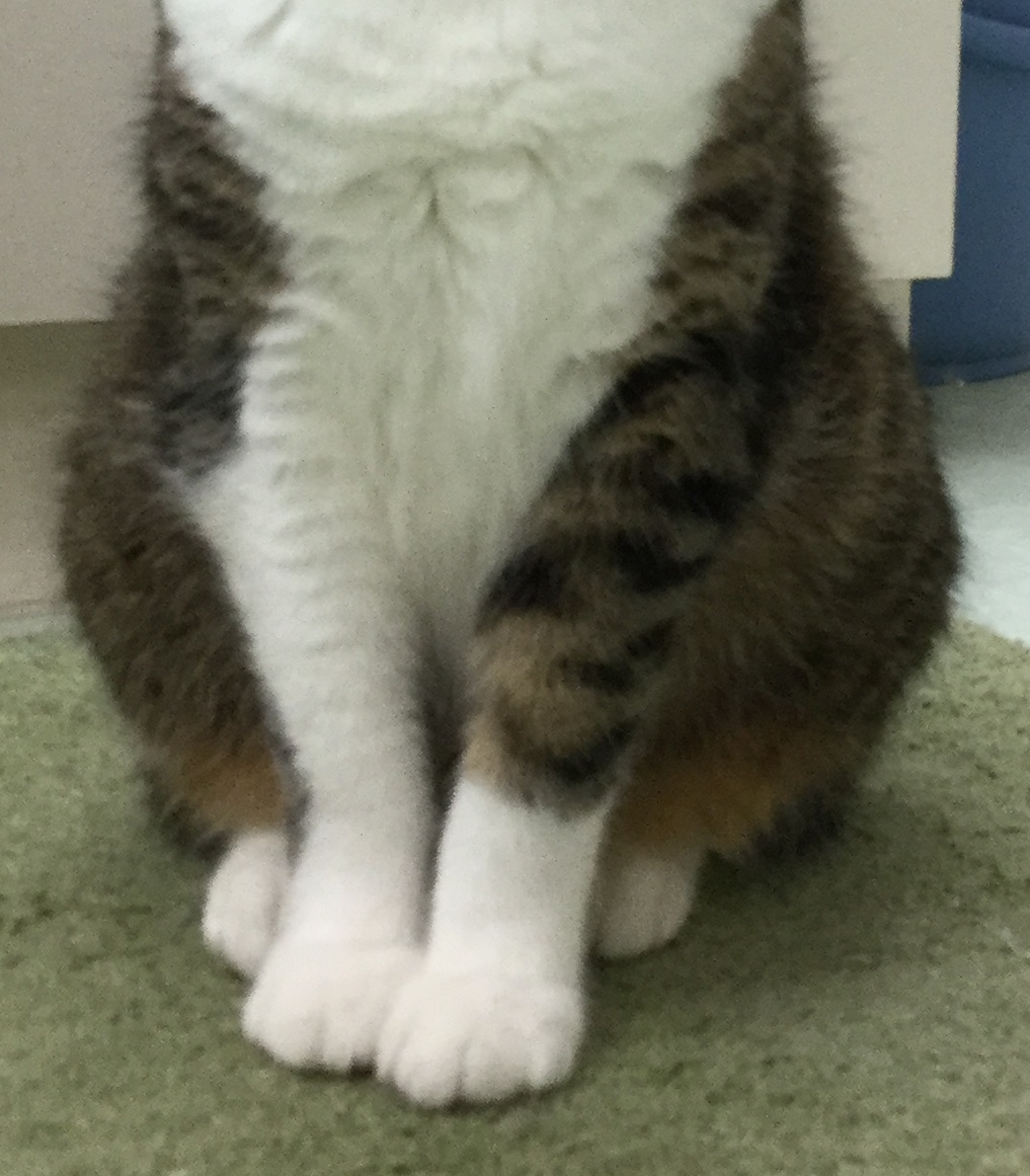 のんさんのくつした