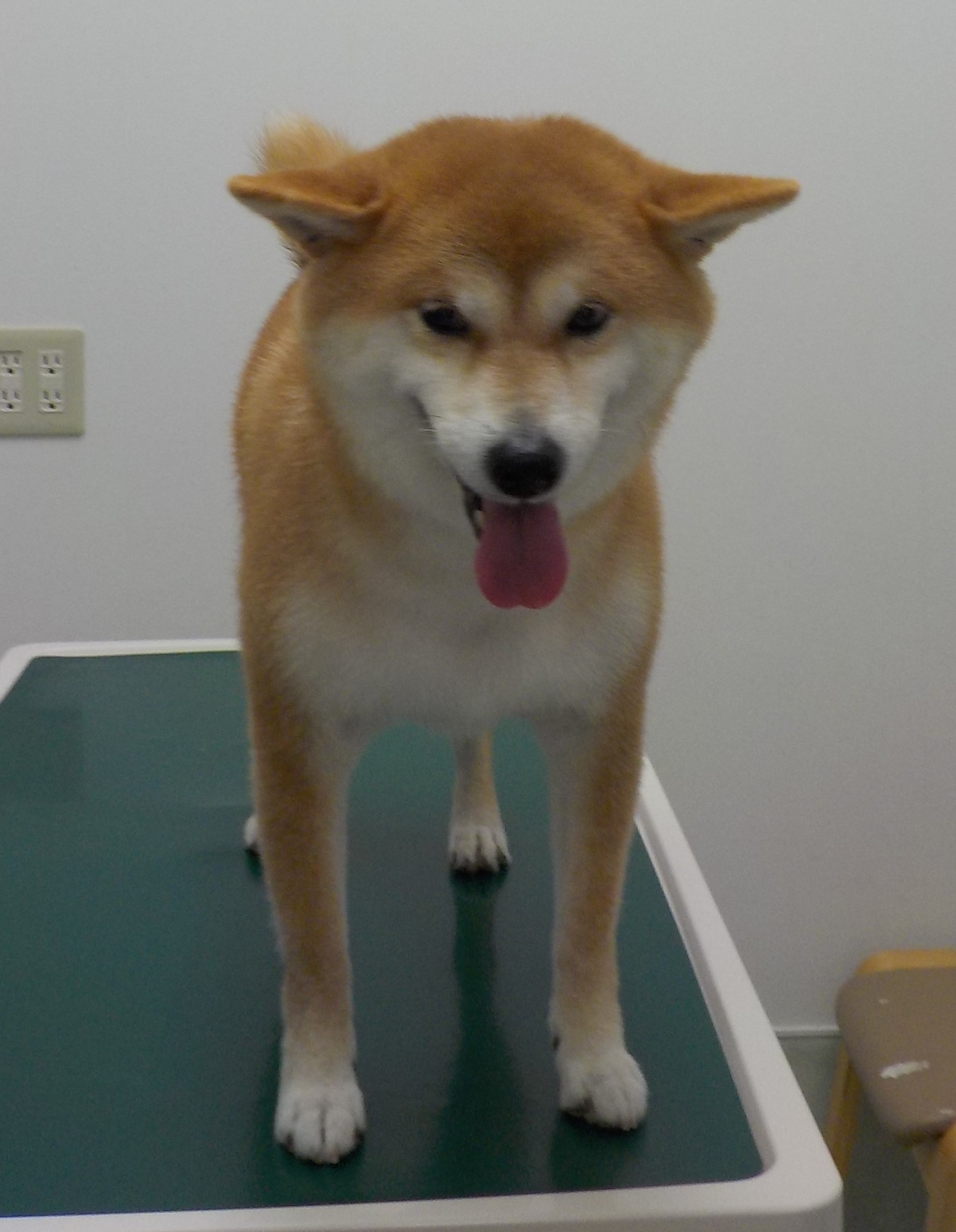 心愛ちゃん