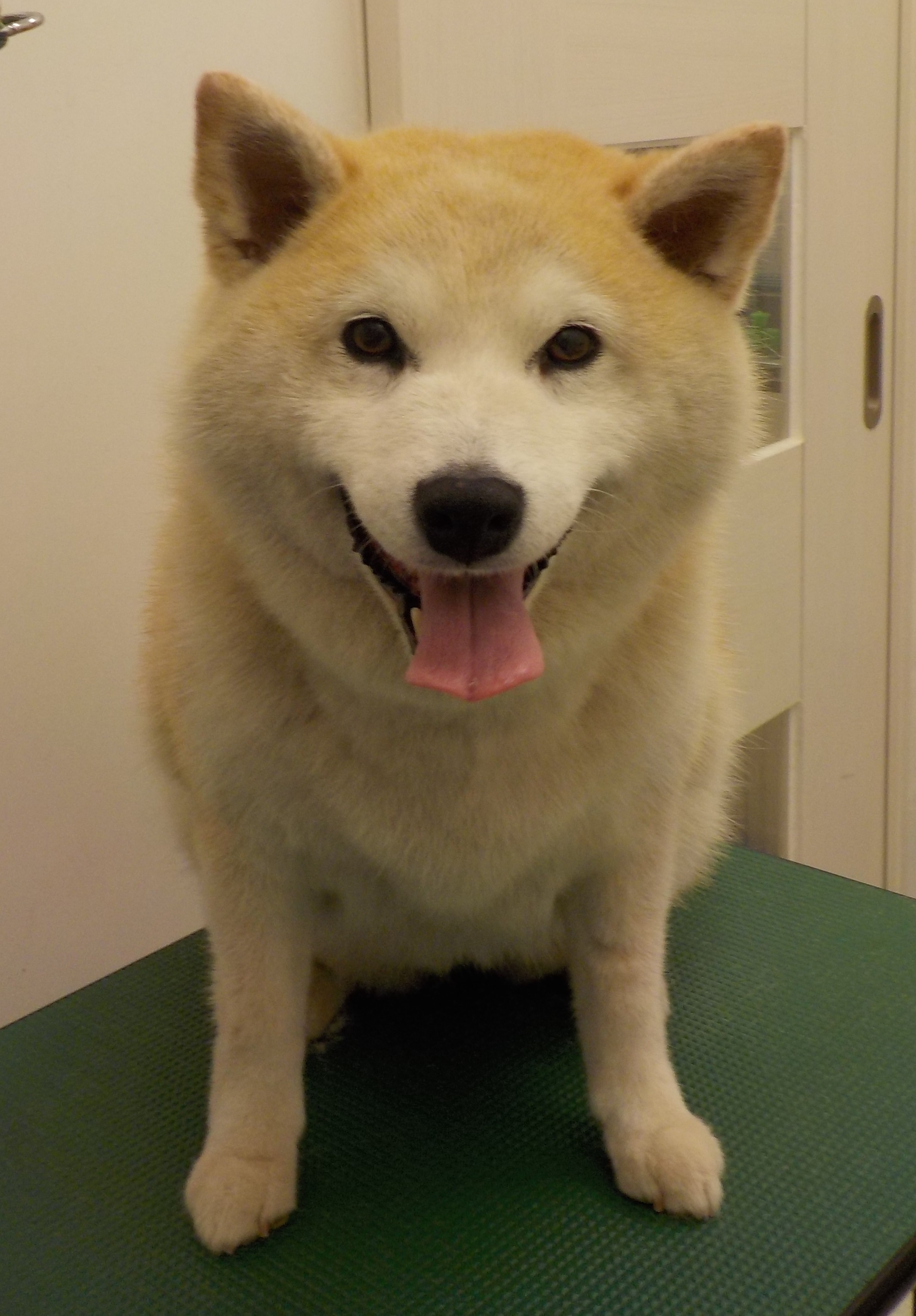 うめちゃん