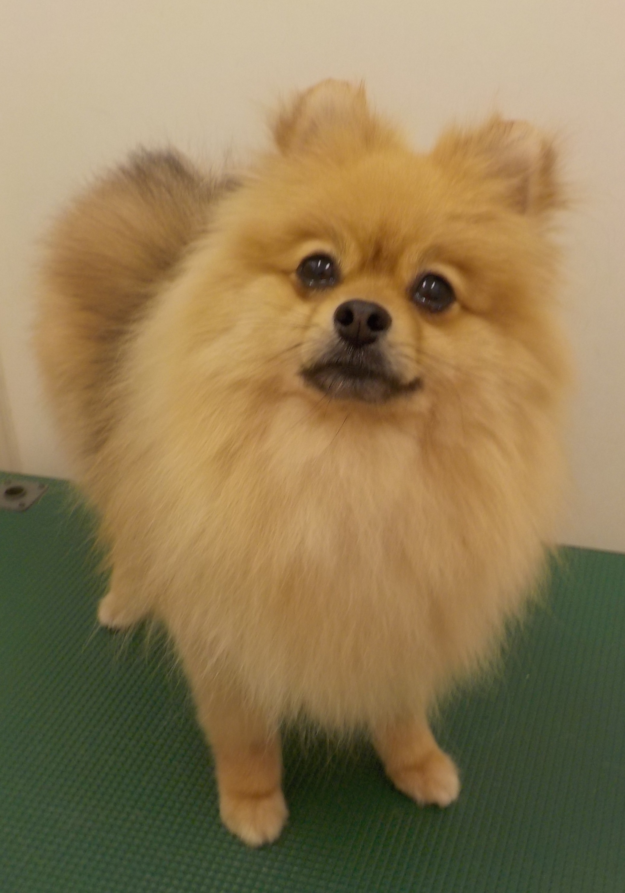 すずちゃん
