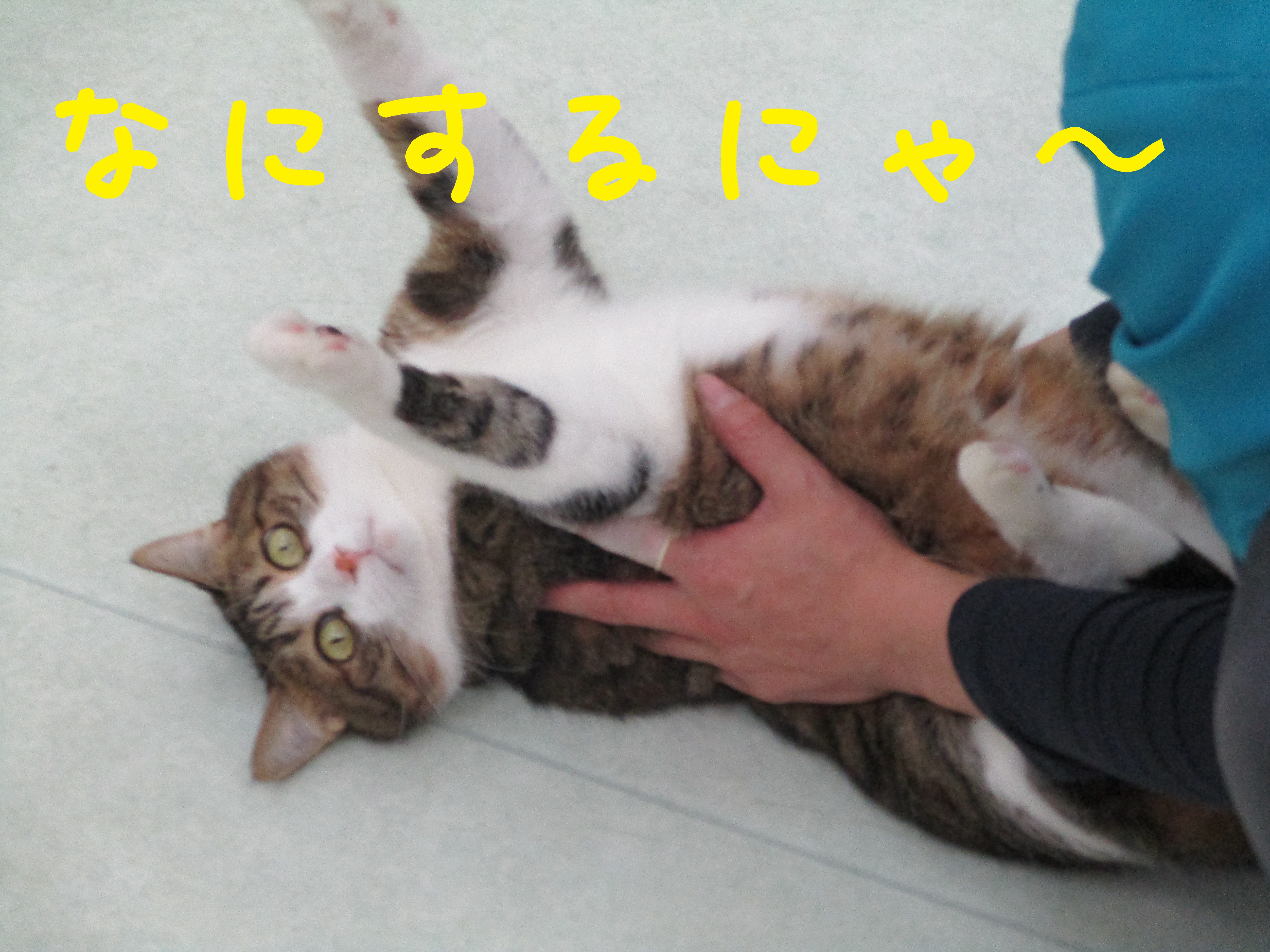 被害者