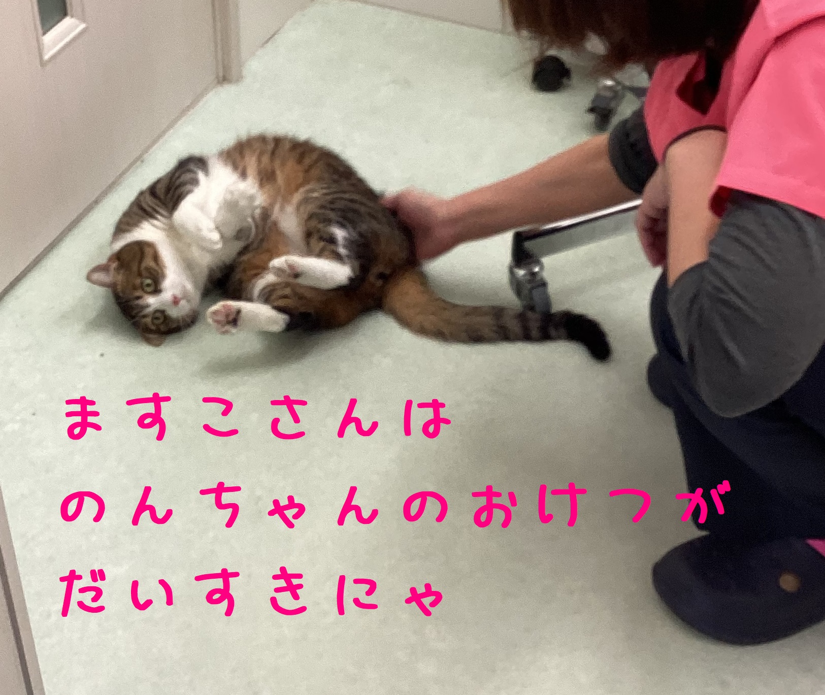 ますことのん