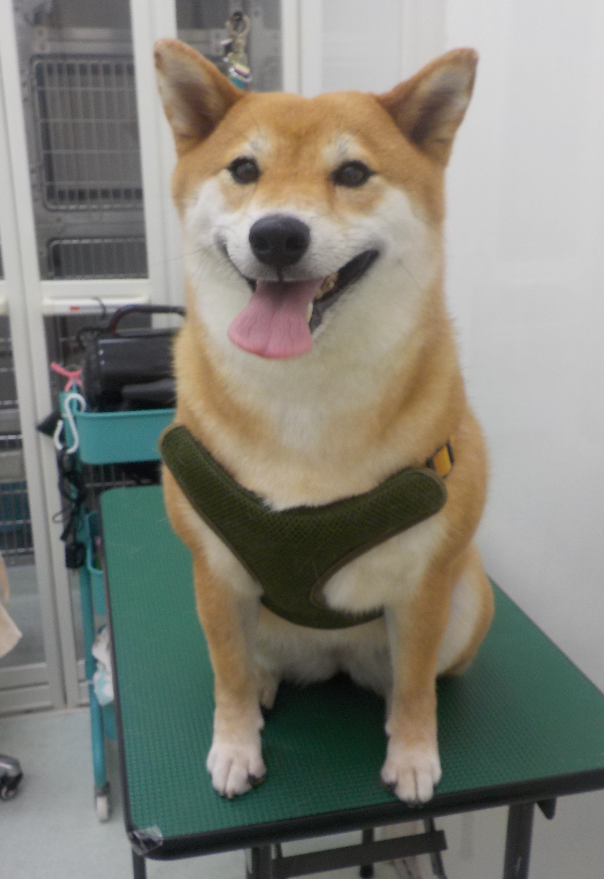 サニーちゃん