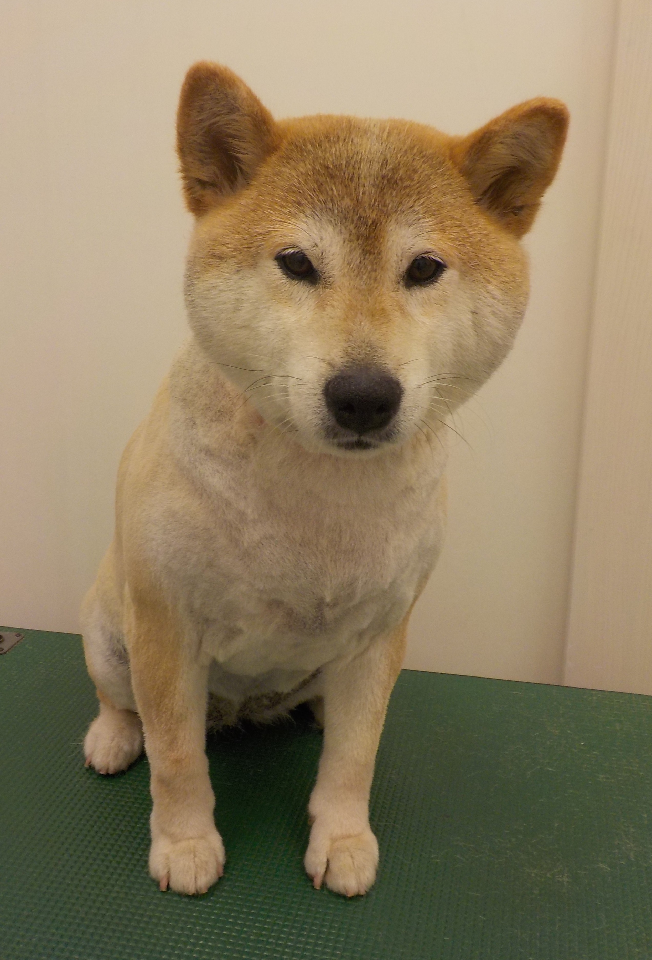 きなこちゃん
