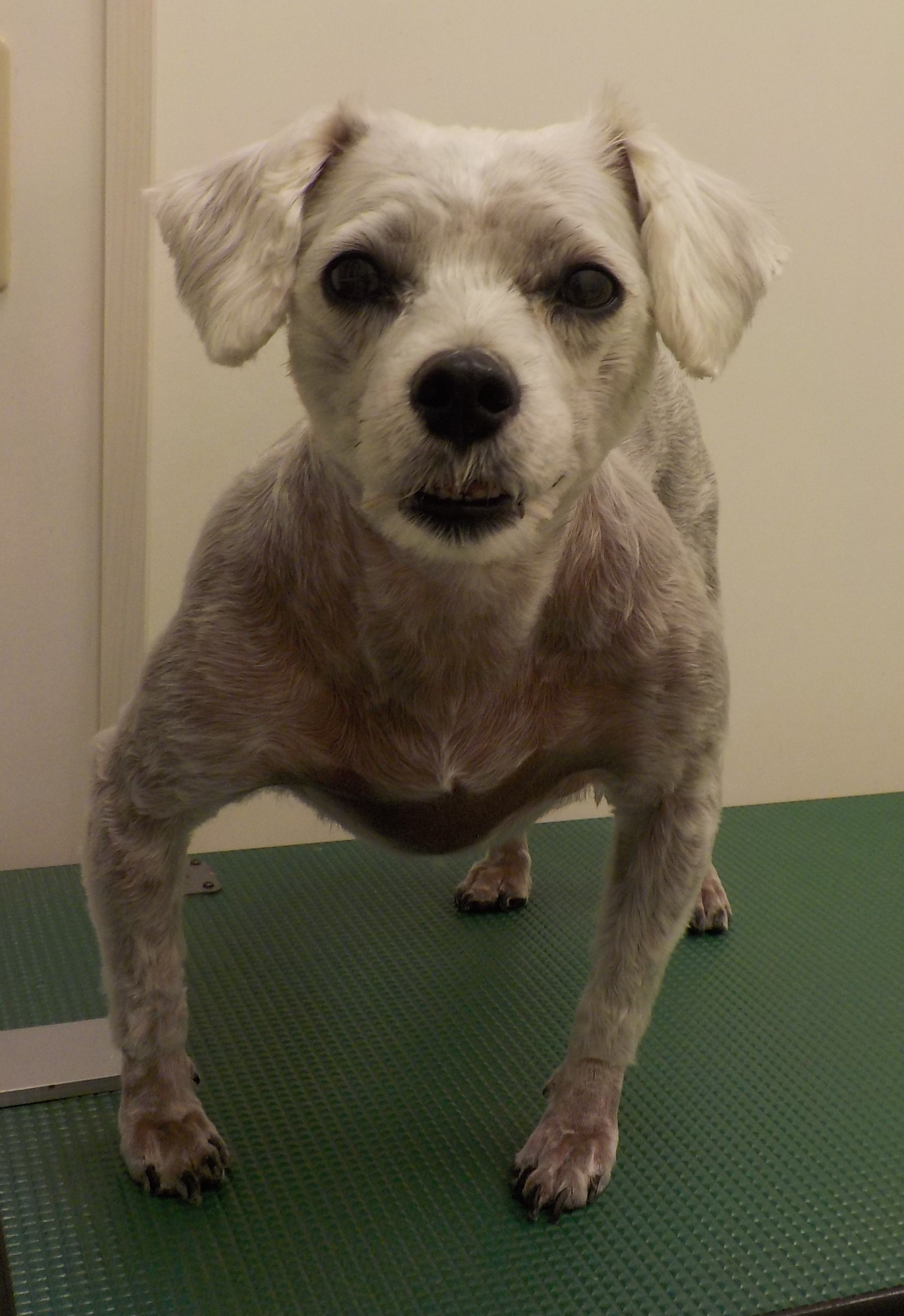 リンちゃん