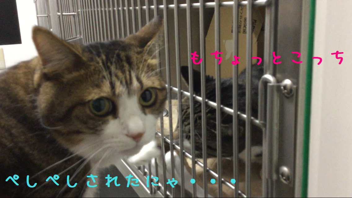 眼で訴える